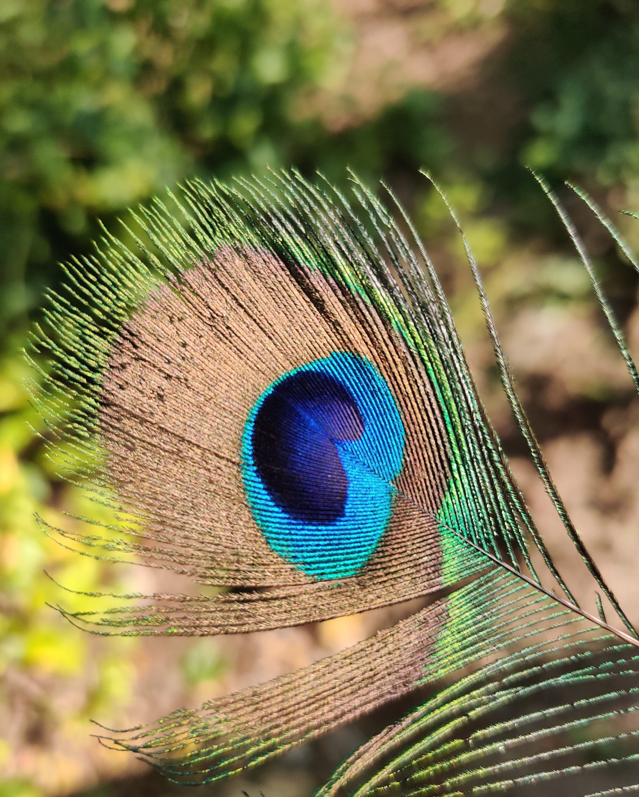 A peacock feather