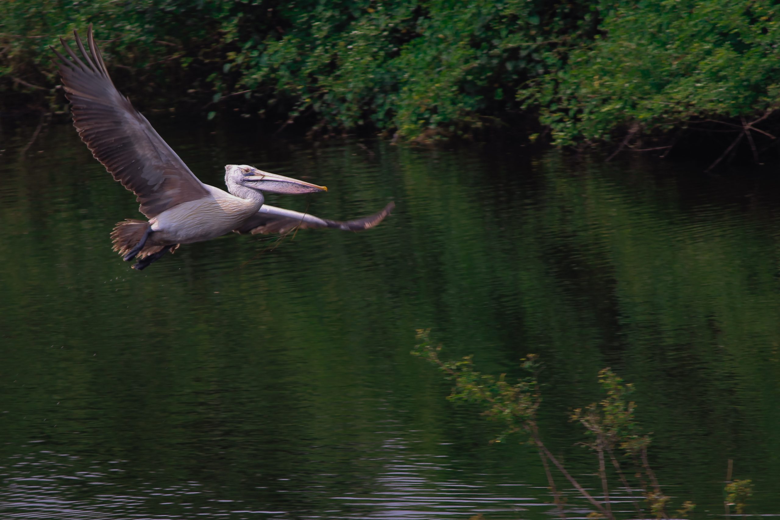 A pelican flying over a river