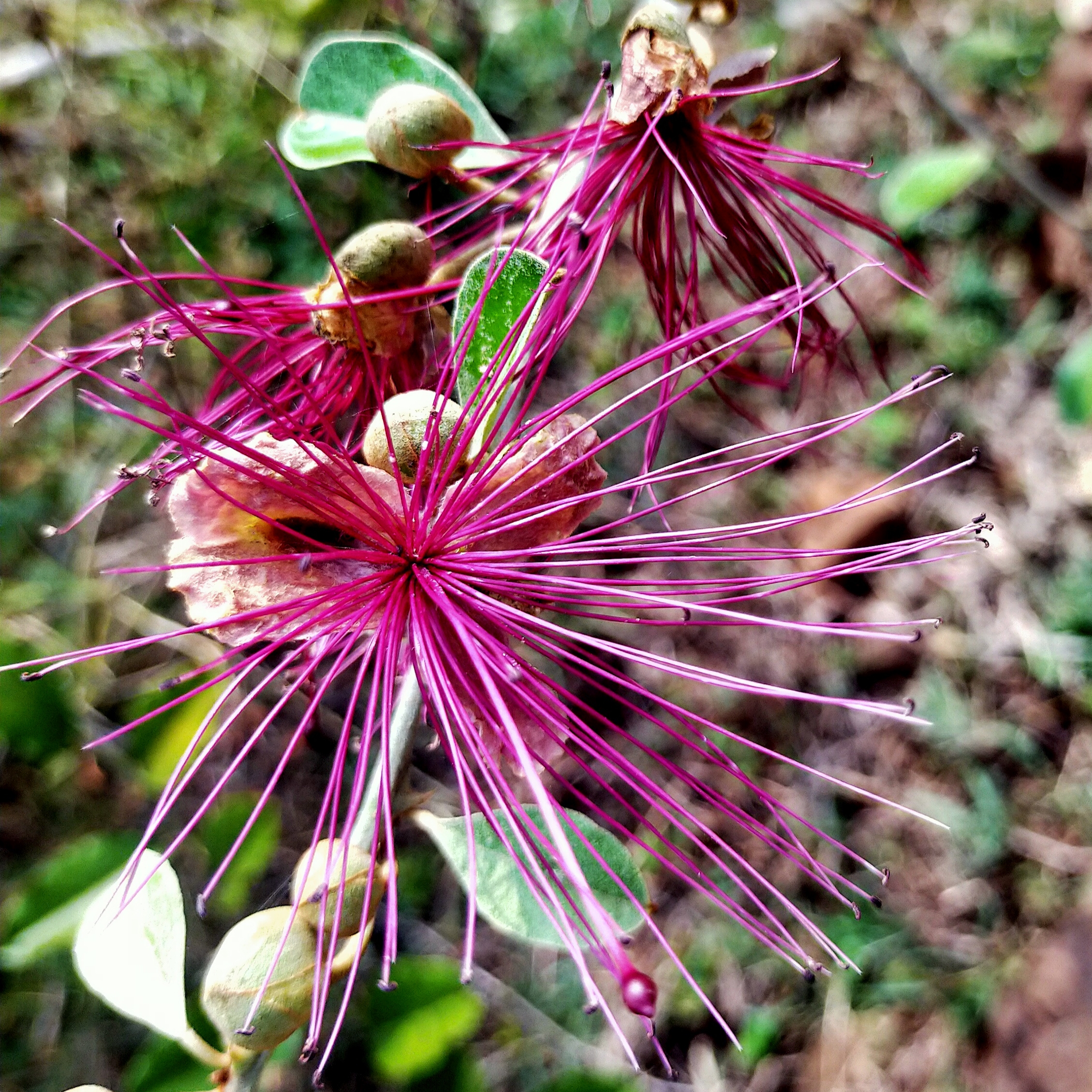 Flowering plant