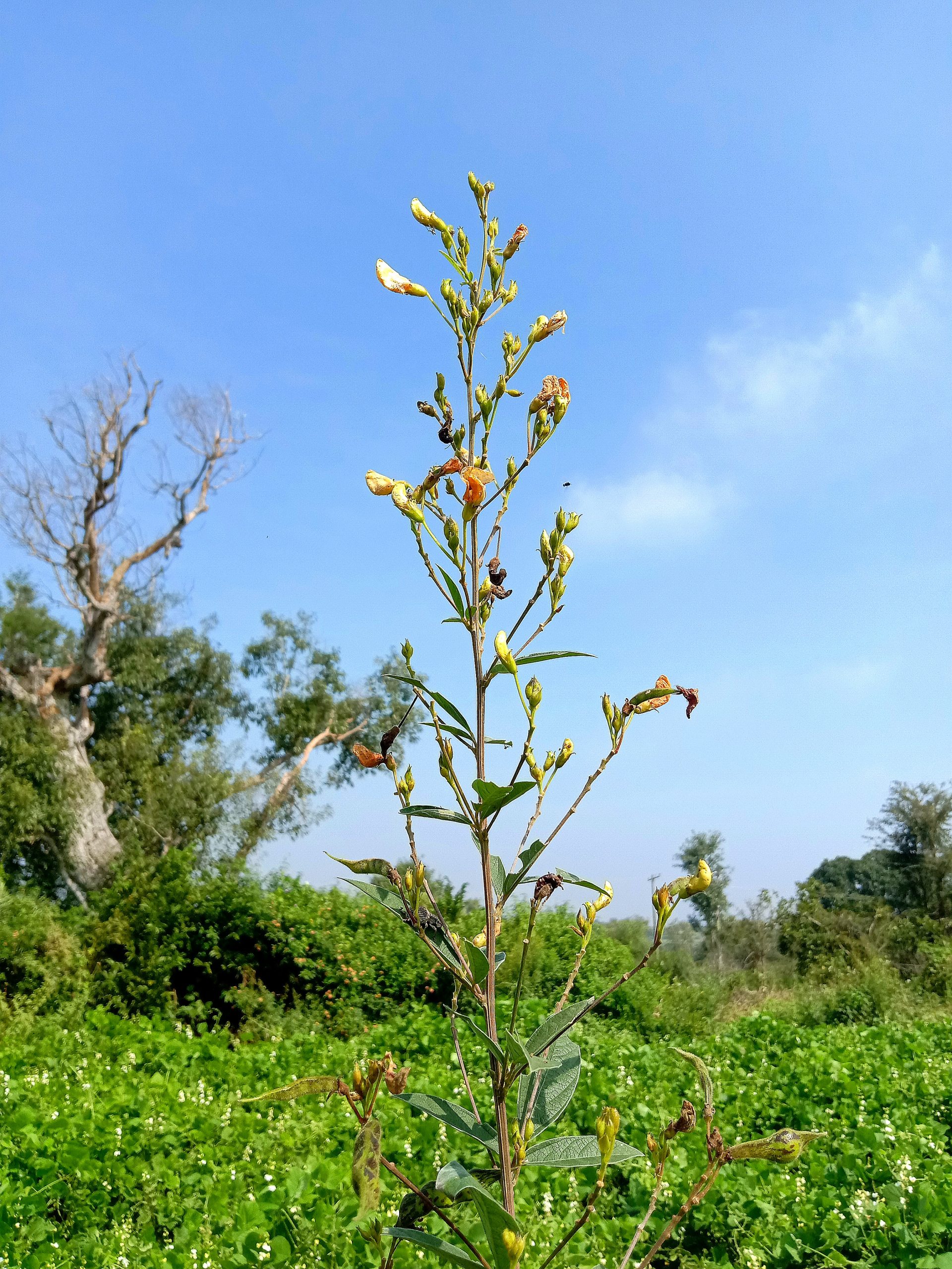 A plant