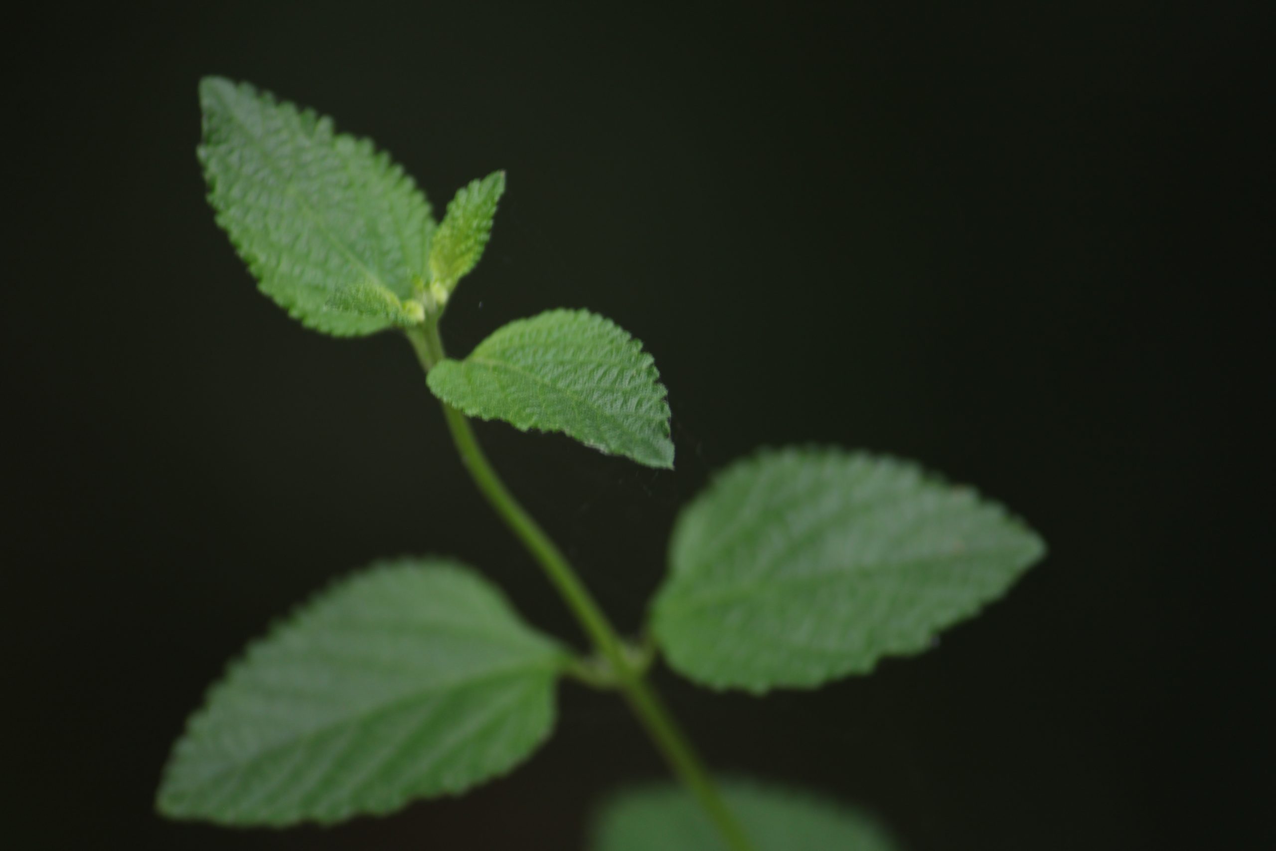 Close-up of a plant leaves