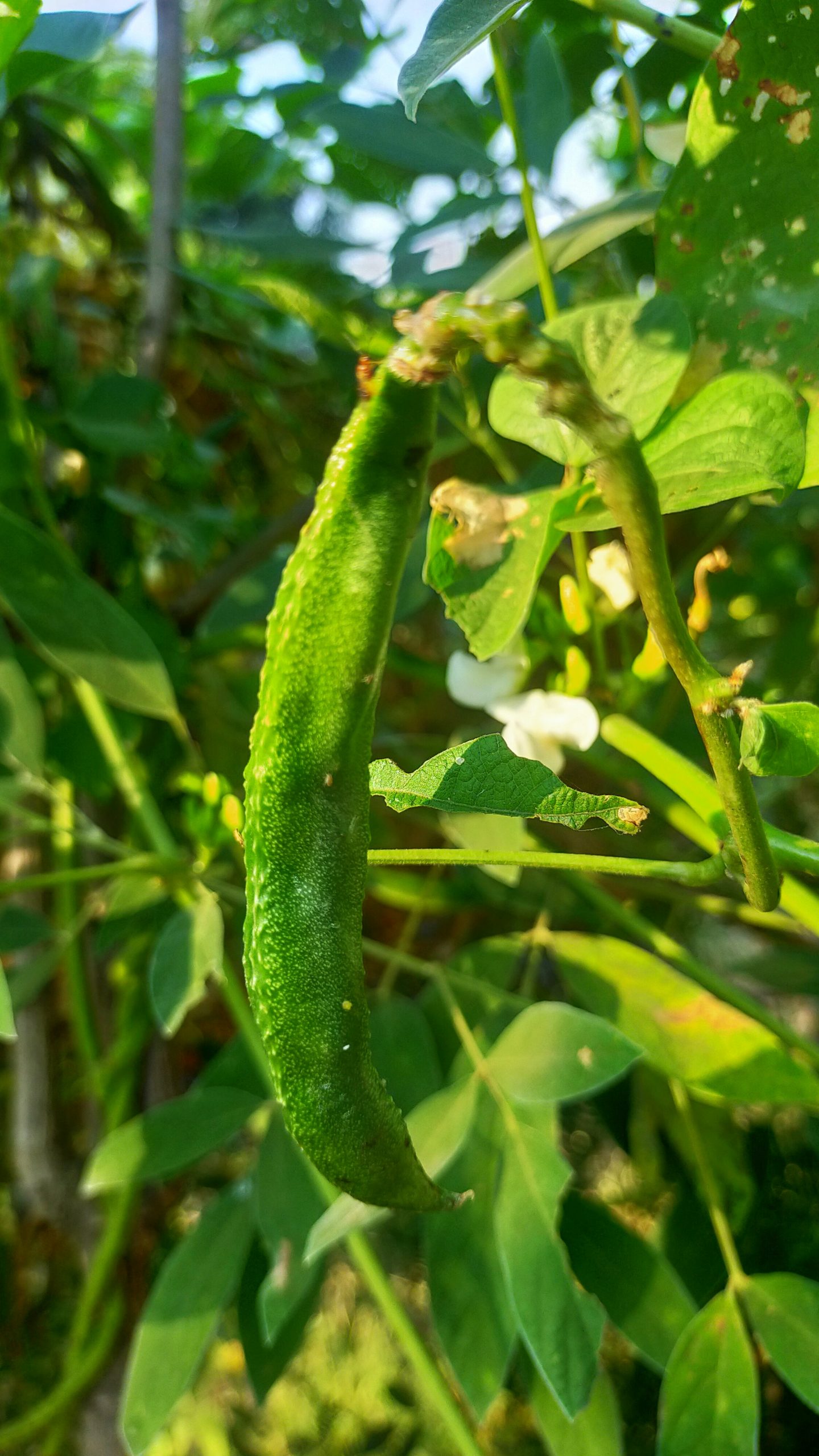 A pole beans vegetable plant