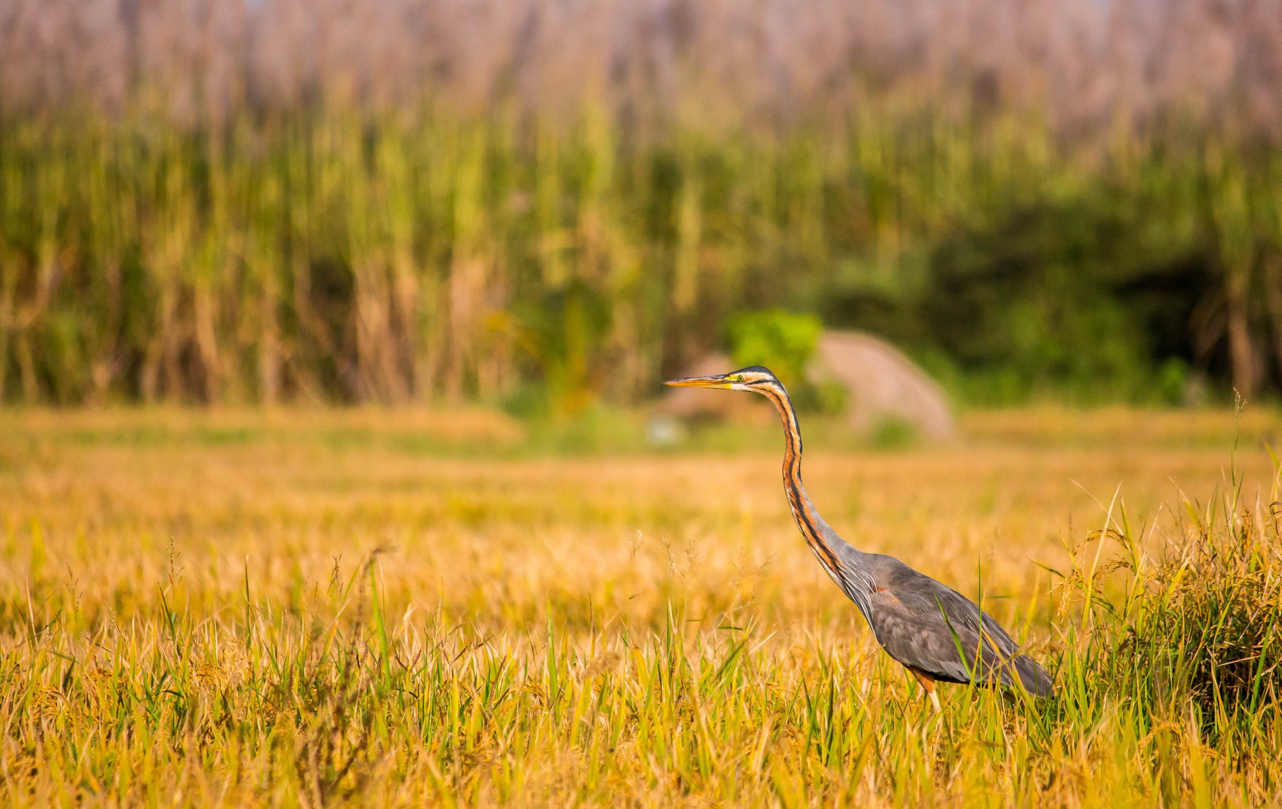 A purple heron in grass