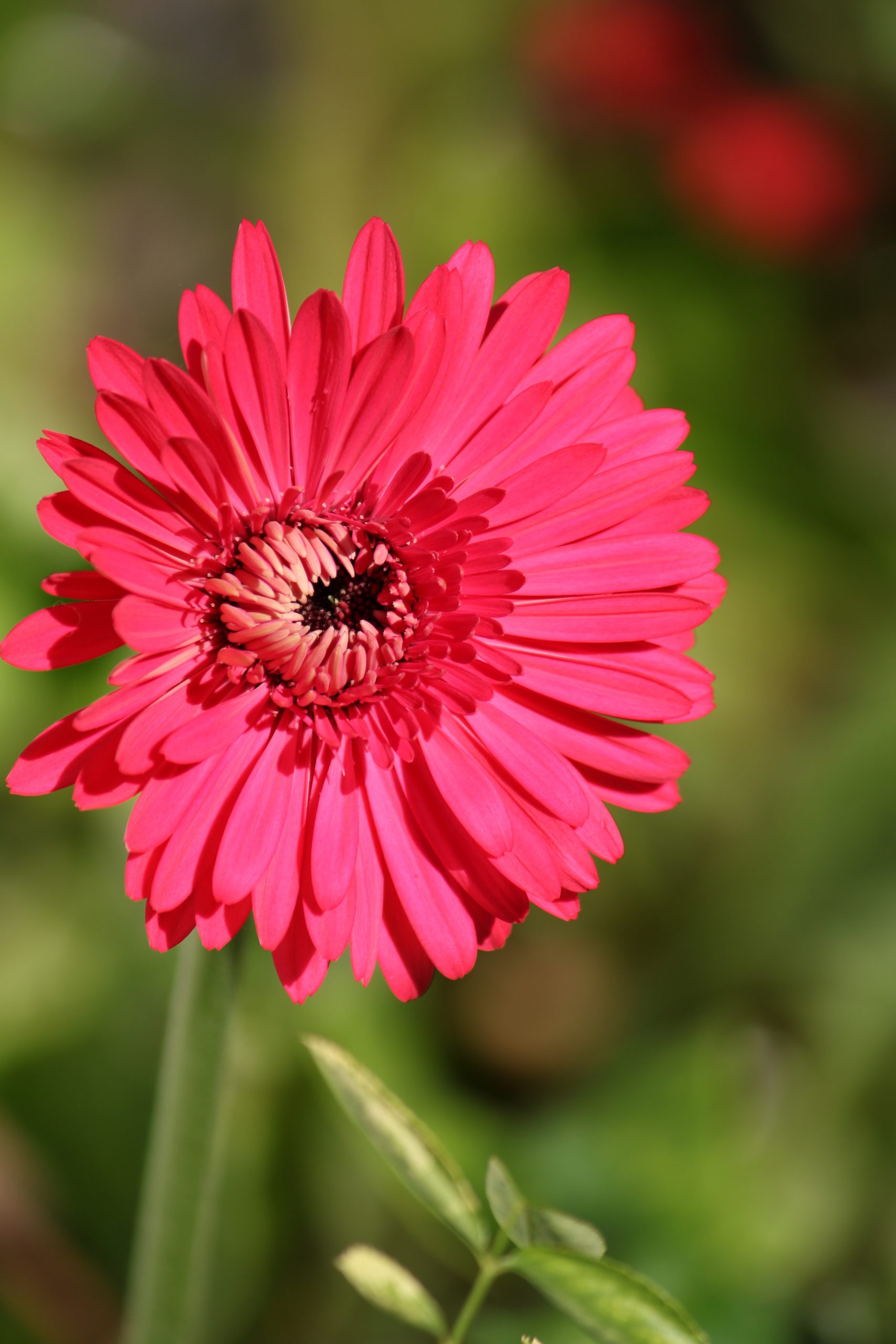 A red flower