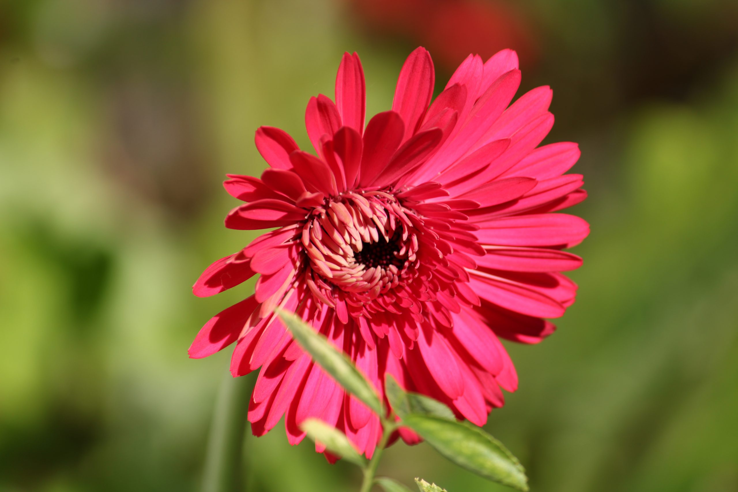 A red flower