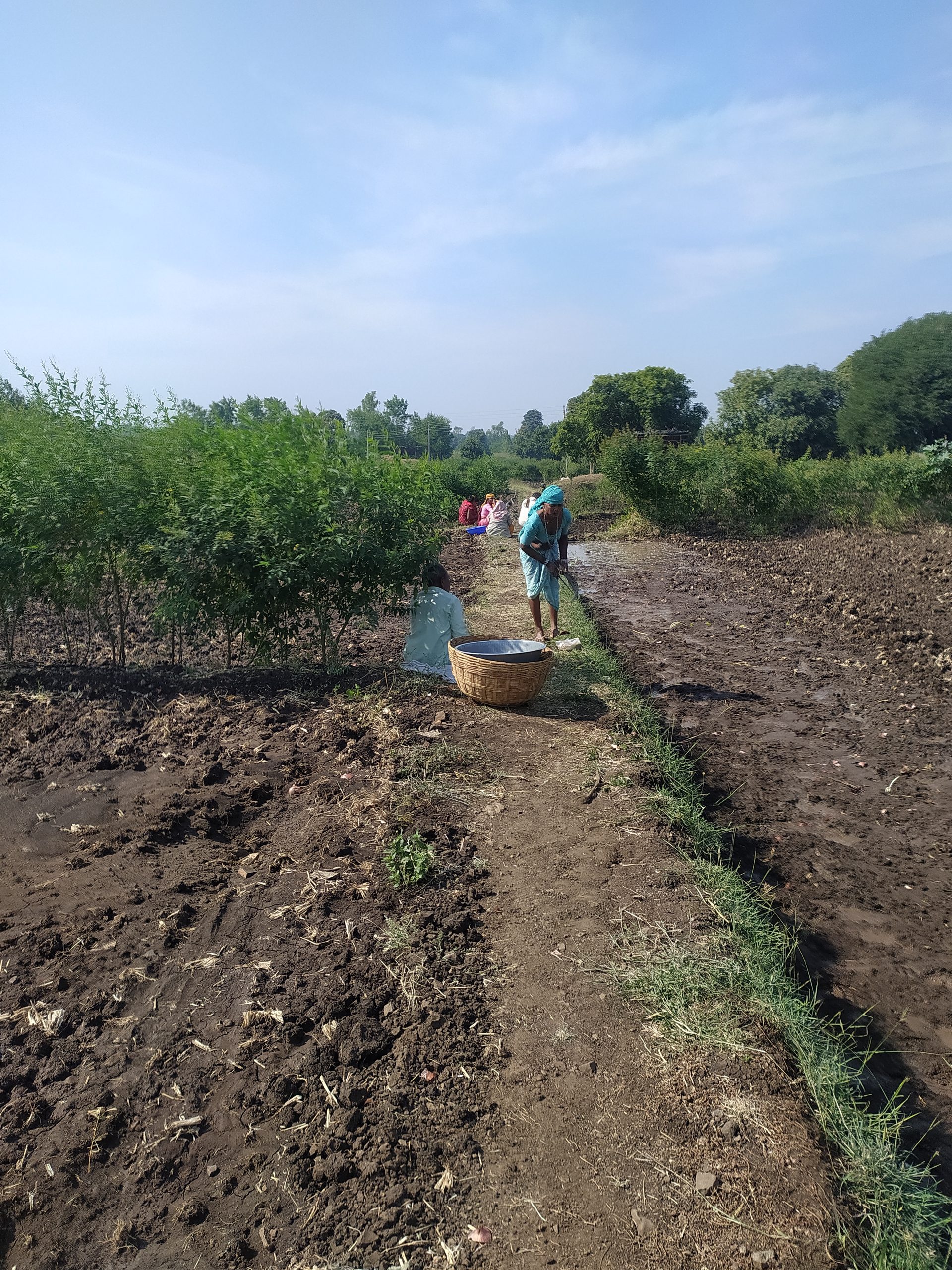 Farmers in a field