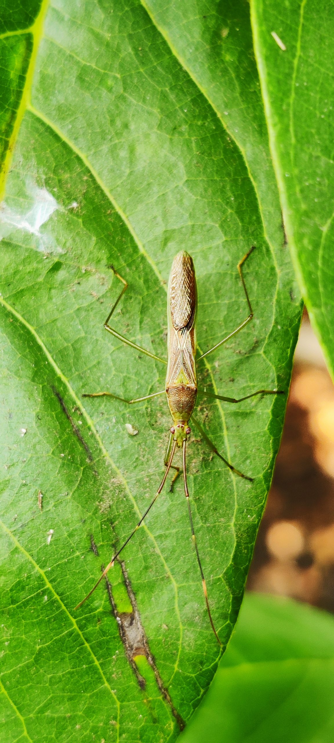 A rice ear bug on a leaf