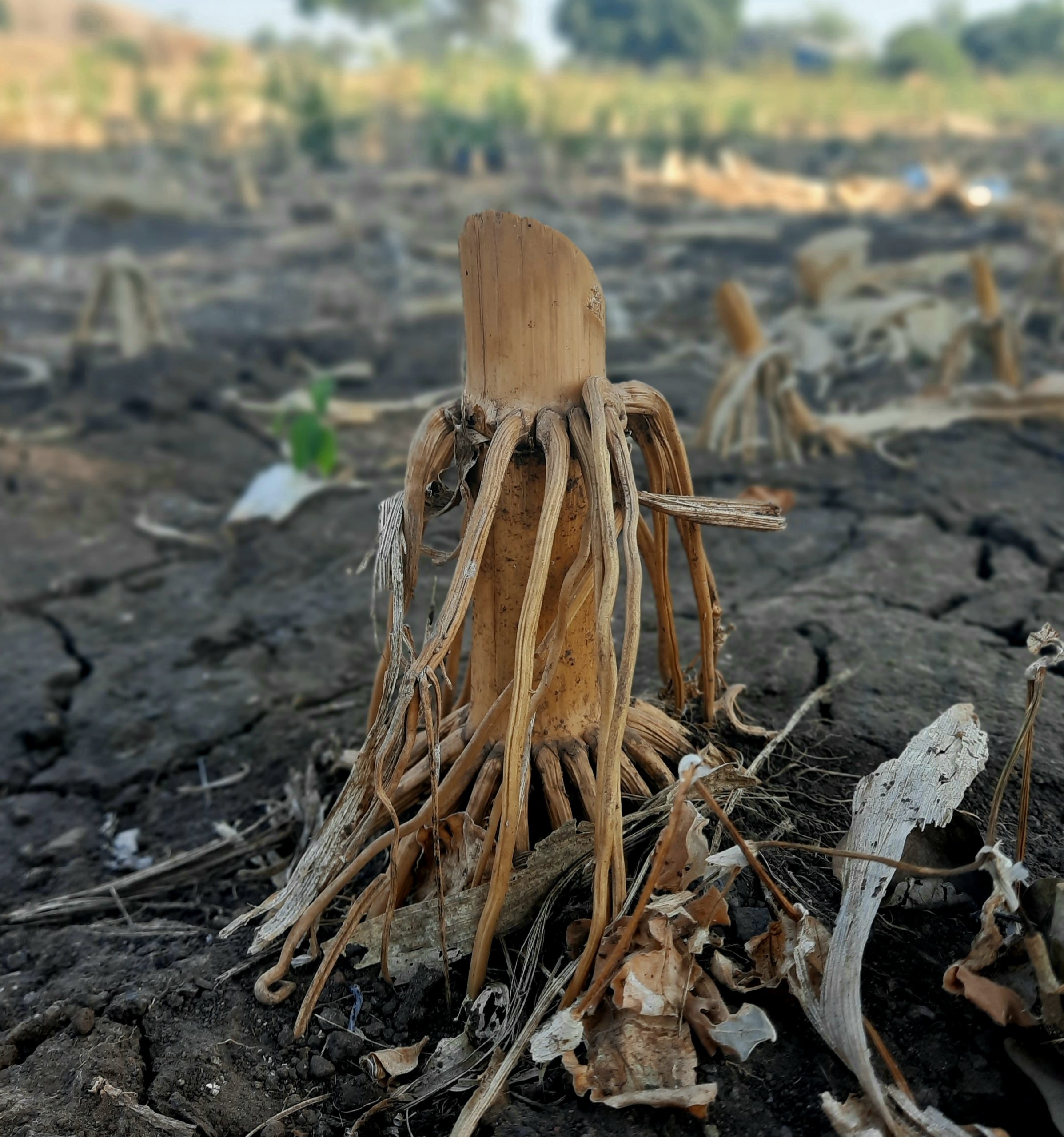 A root stump of maize plant