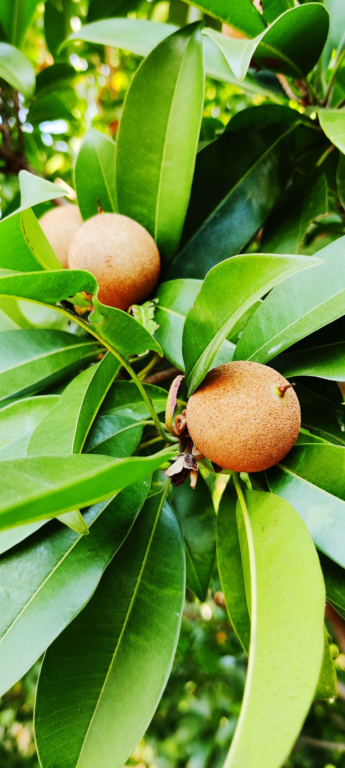 fruit on a tree