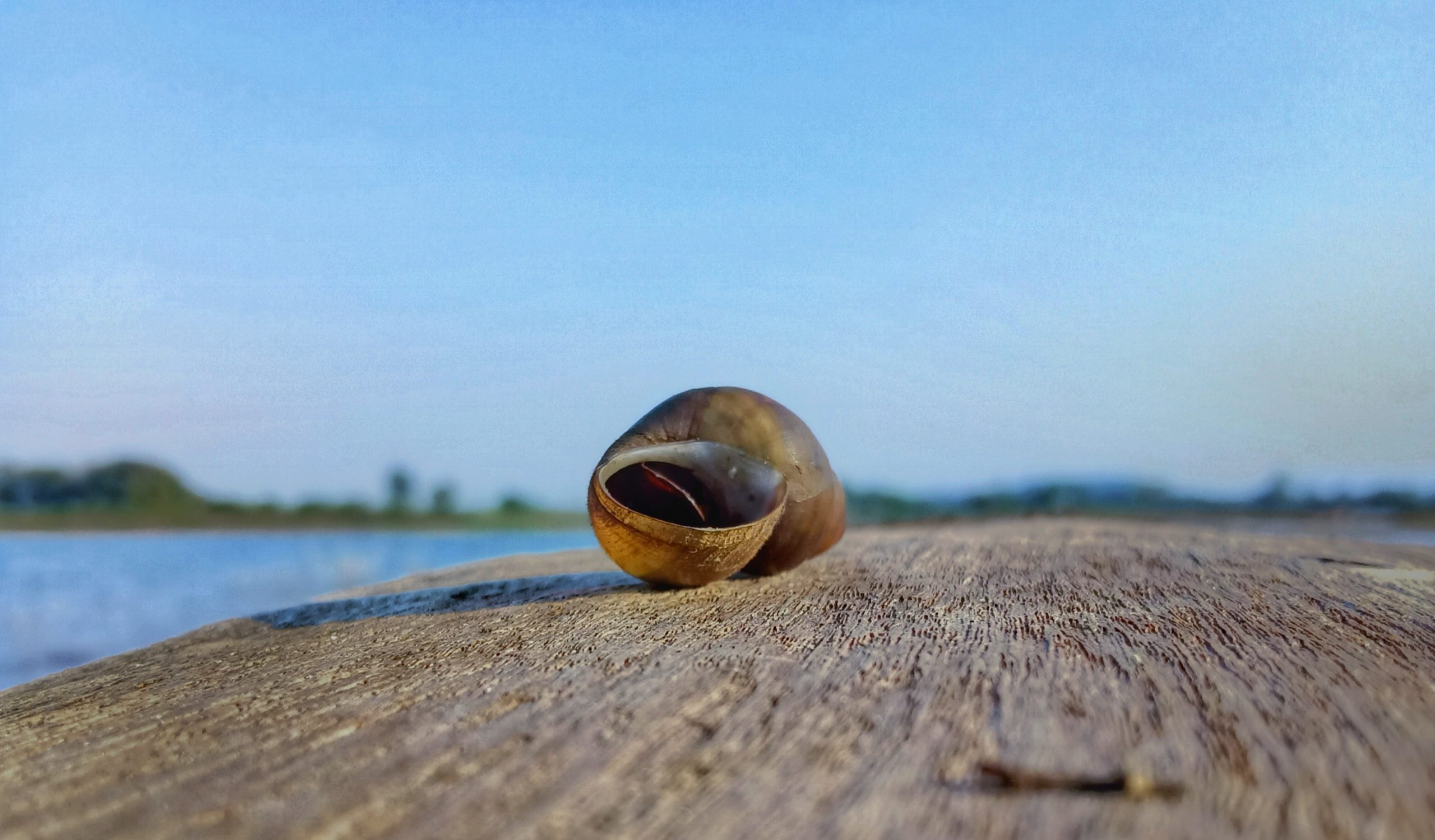A seashell on a beach