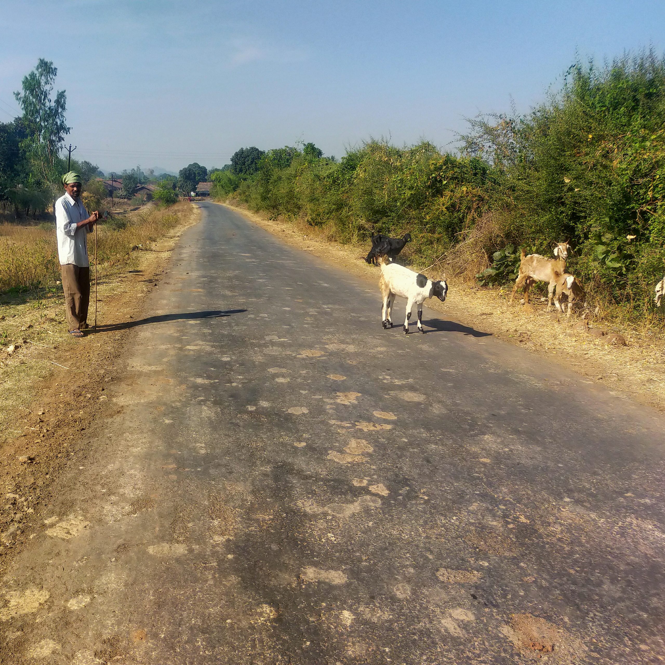 Man grazing goats roadside