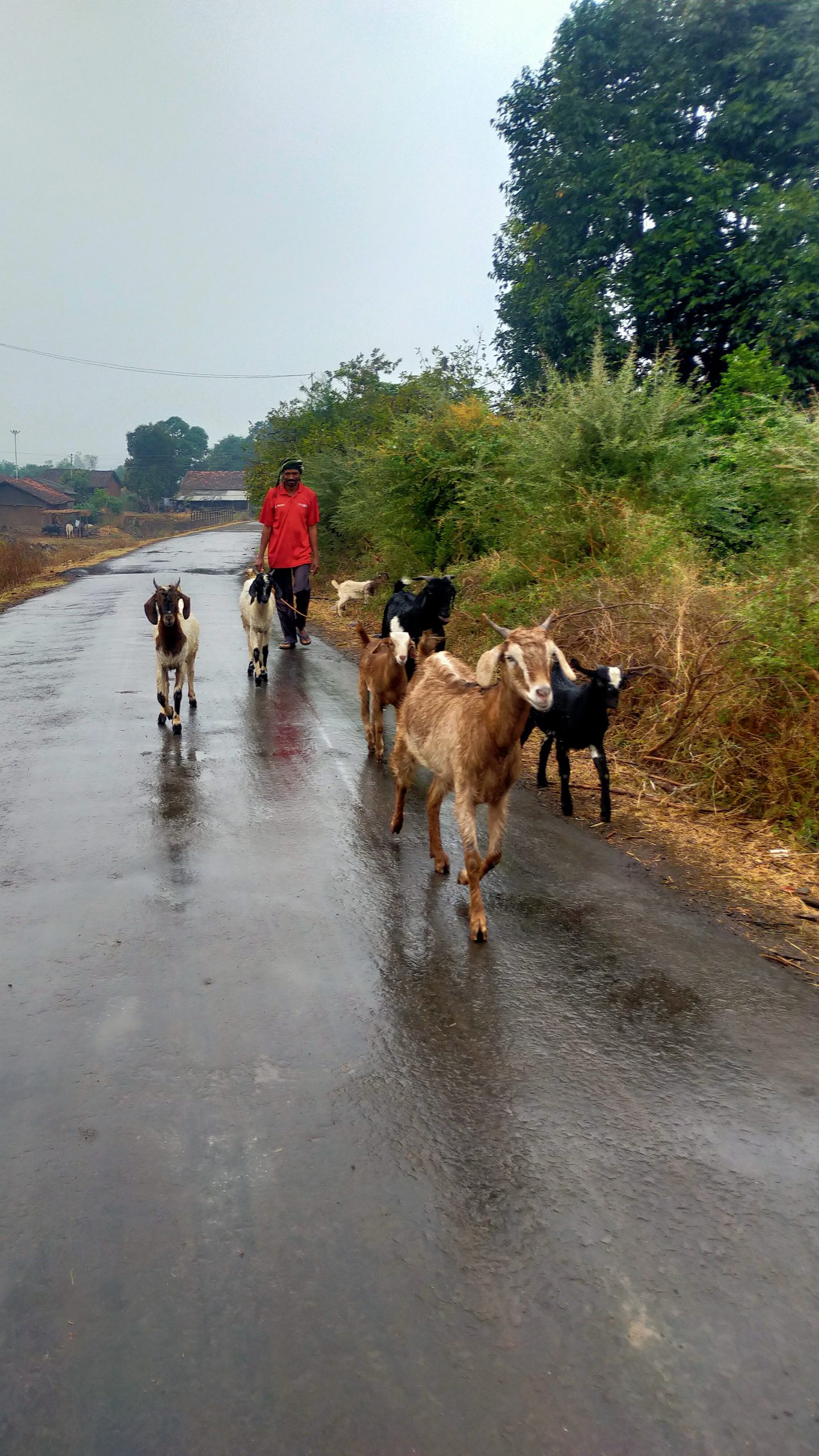 shepherd with goats