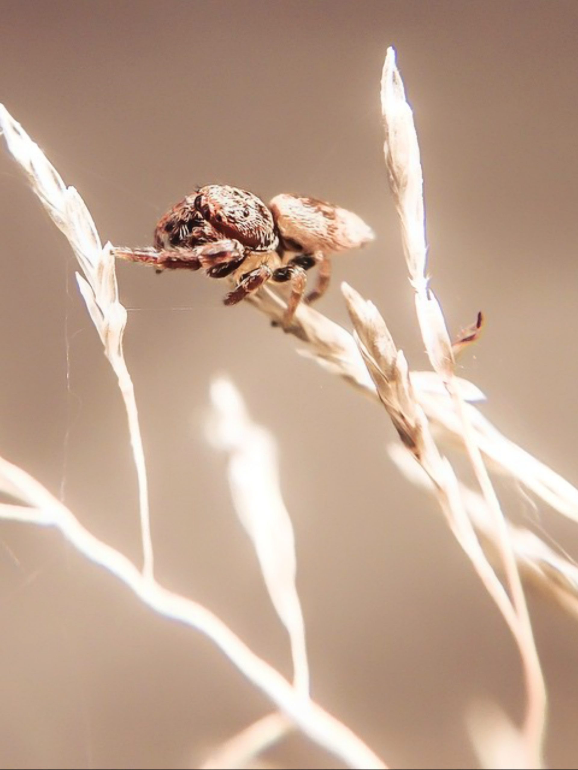 A spider on a plant