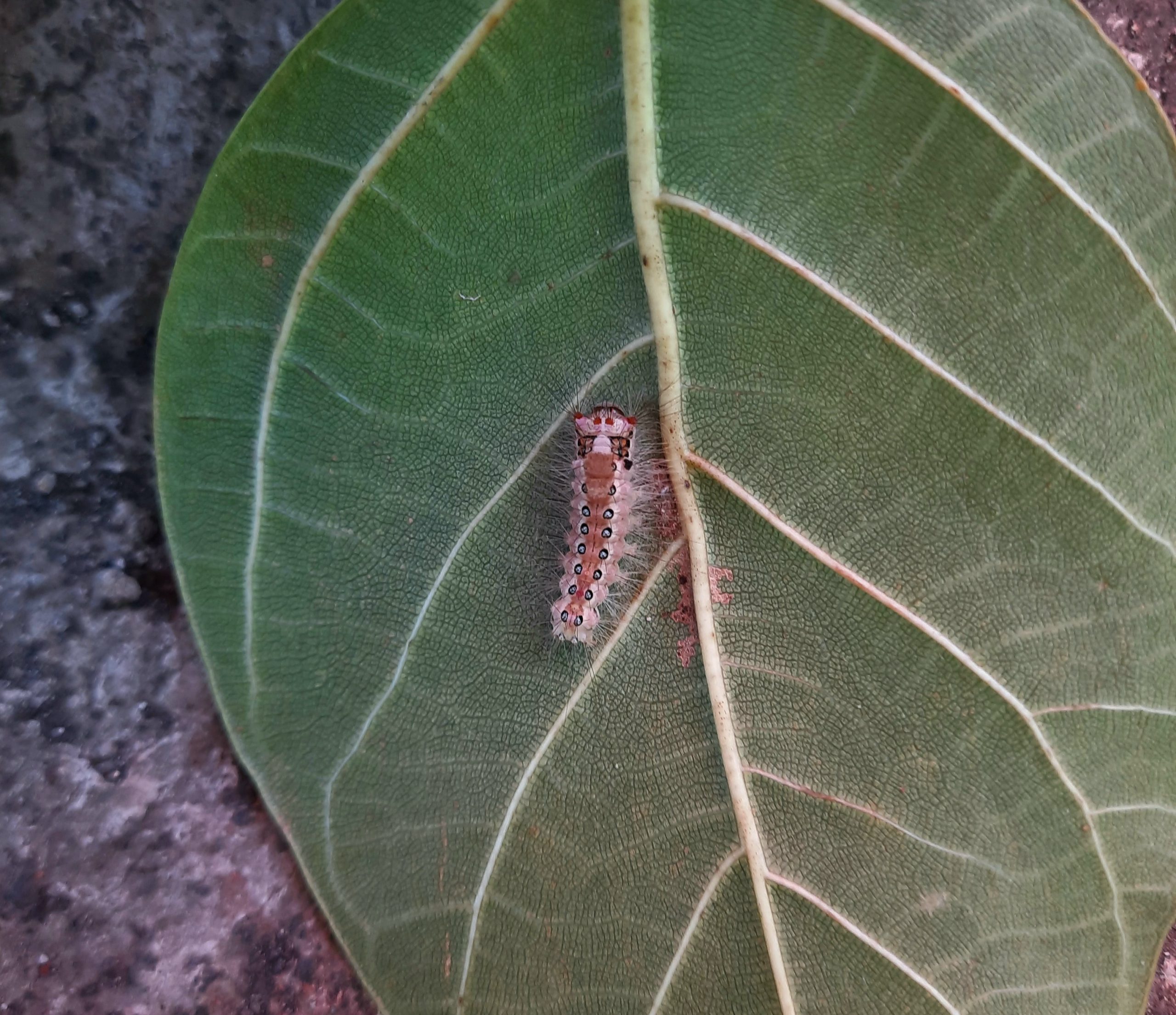 A thorny worm on a leaf