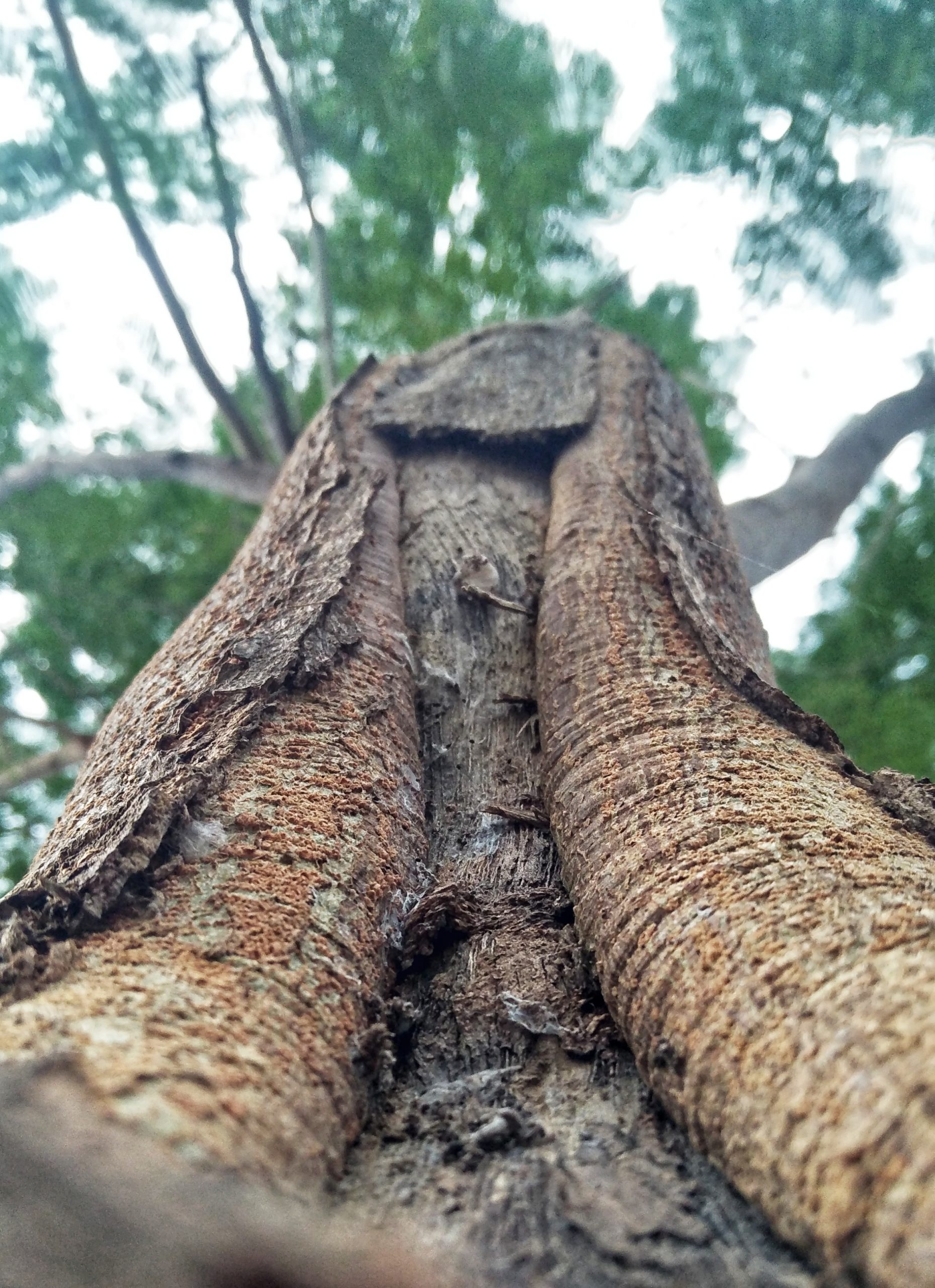 A tree trunk