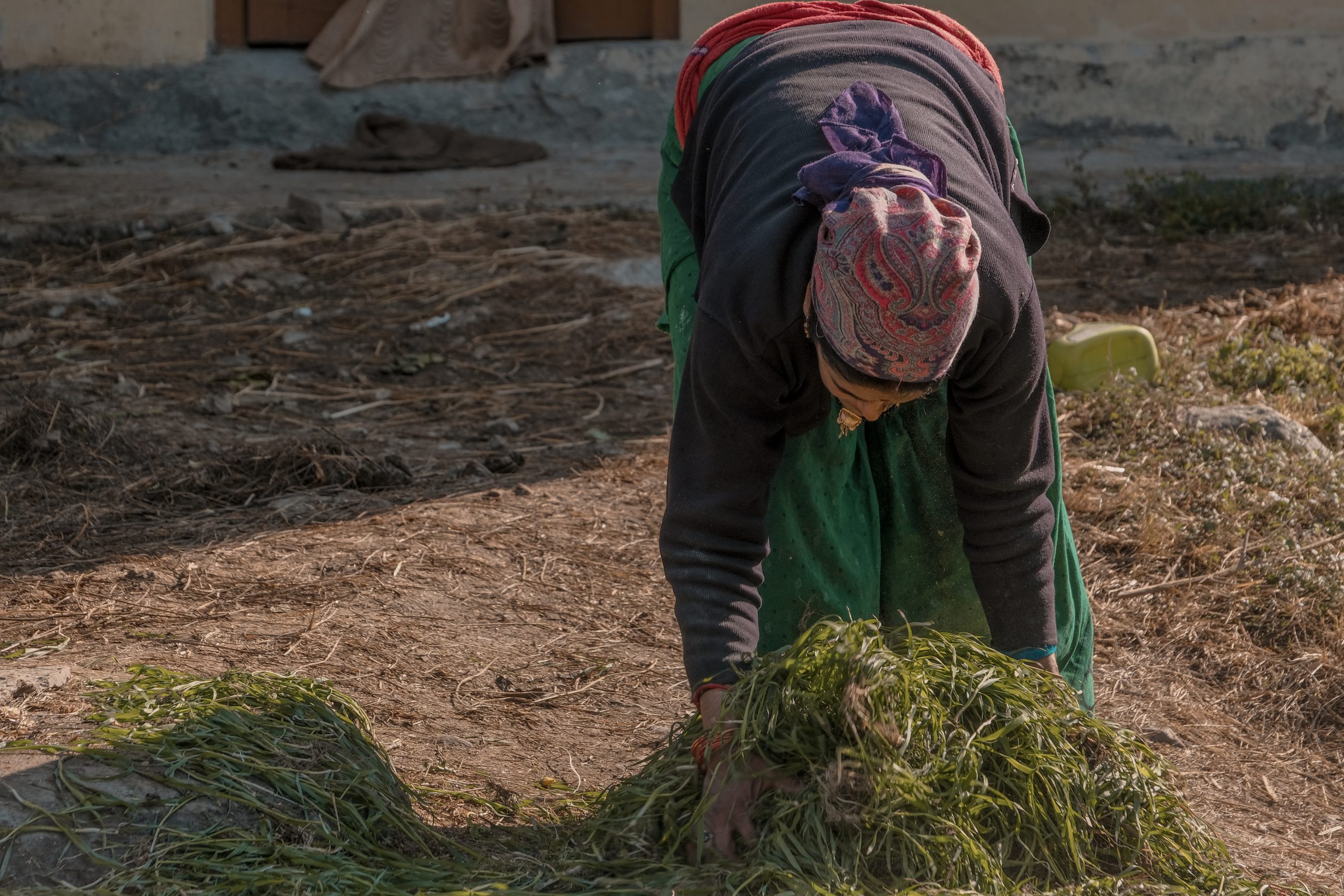 A village woman picking grass