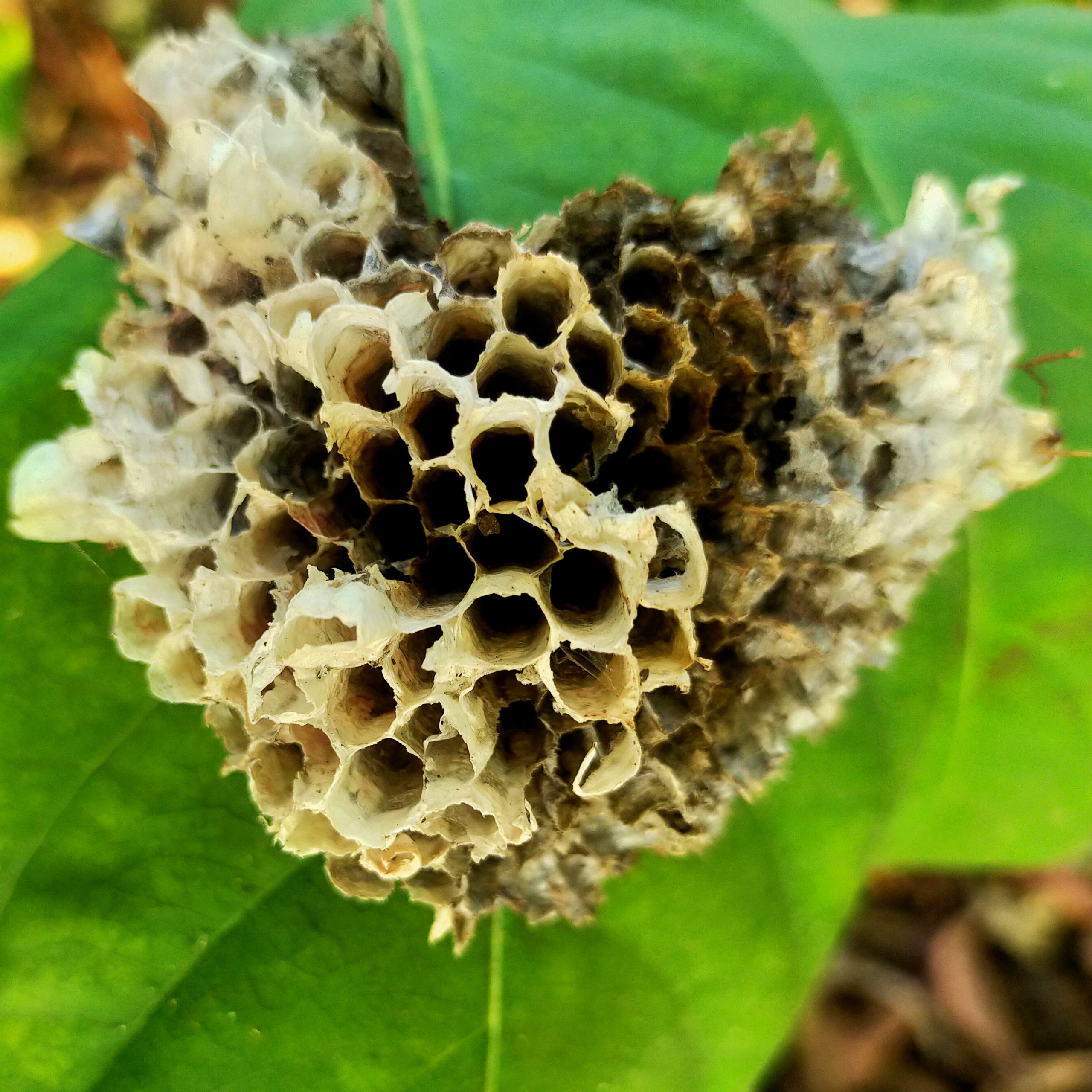 A nest of wasps
