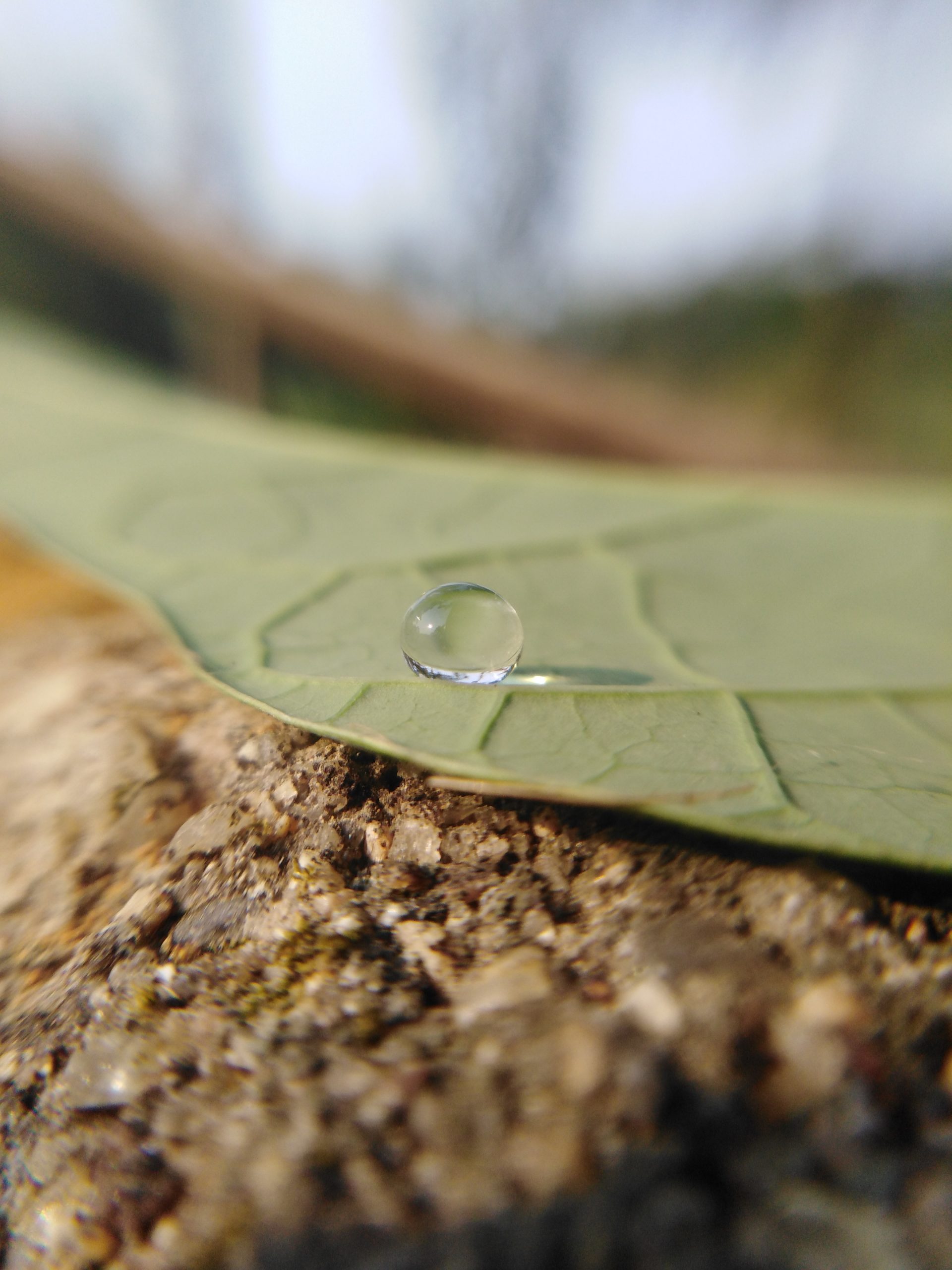 A water drop on a leaf