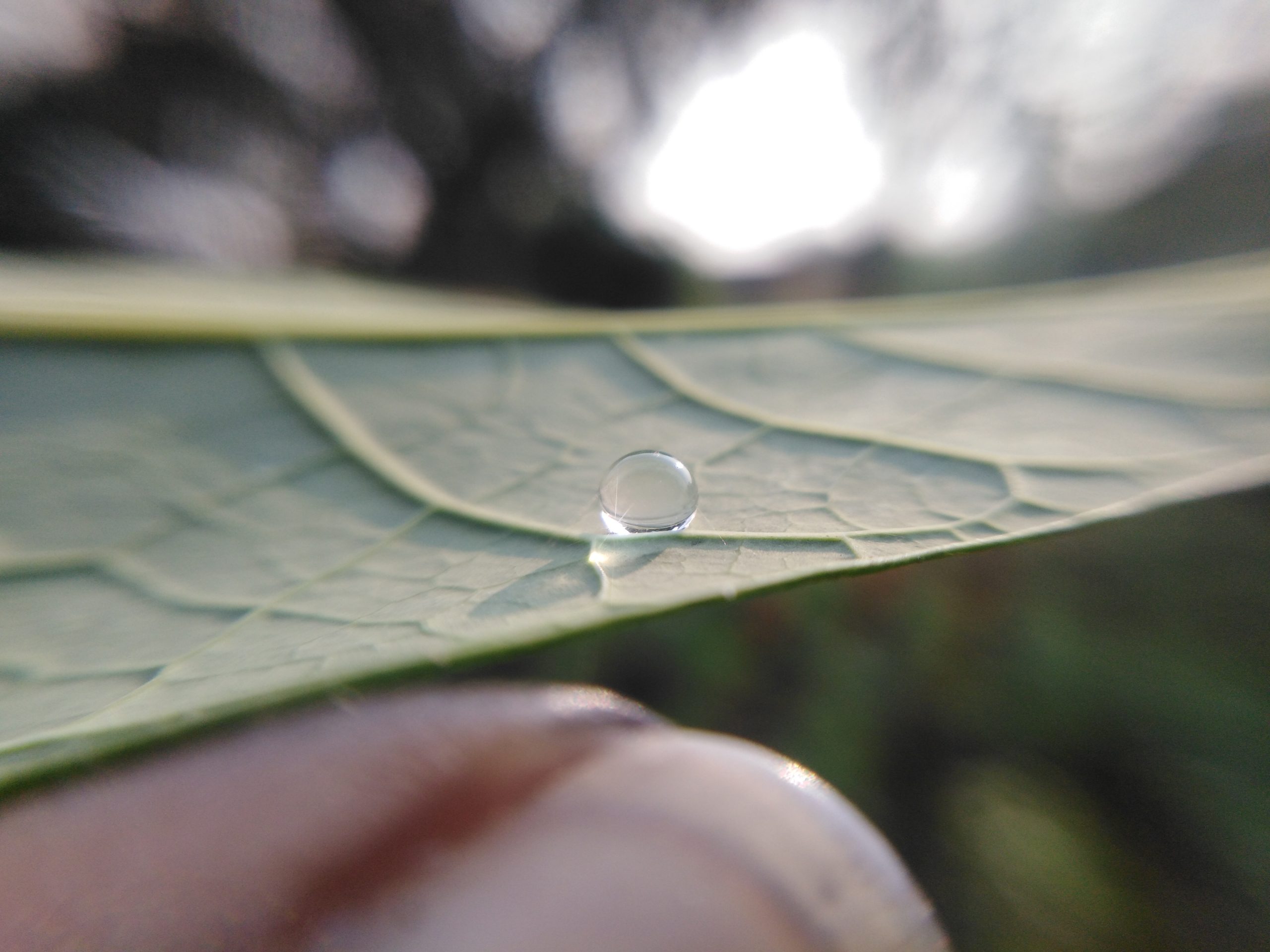 A water drop on a leaf