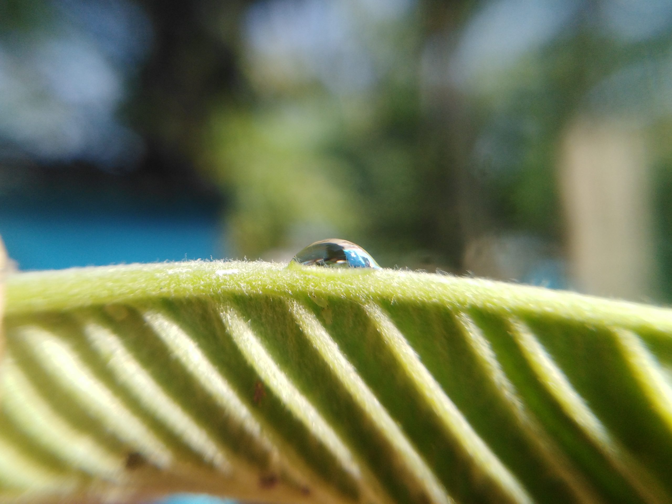 A water drop on a leaf