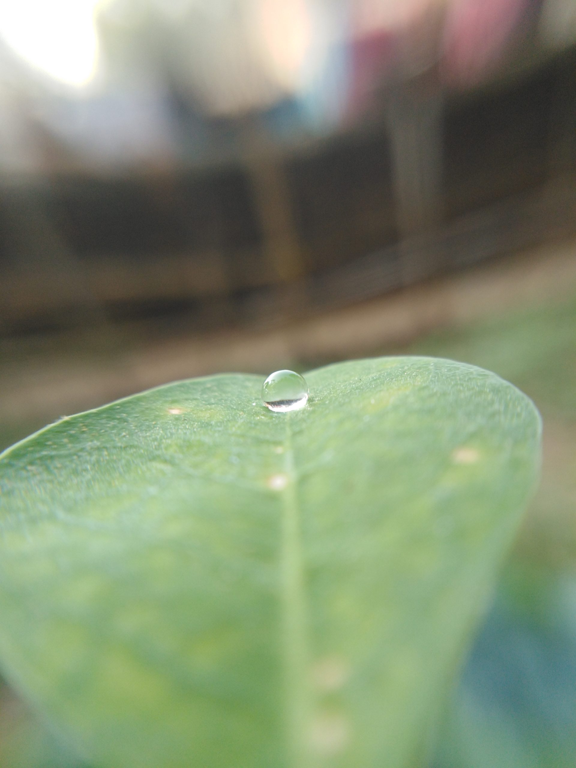 Water drops on leaf