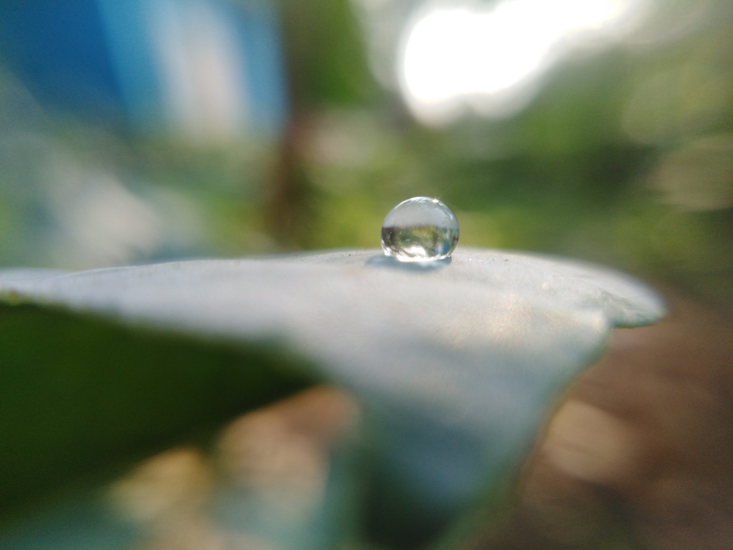 A water drop on a leaf