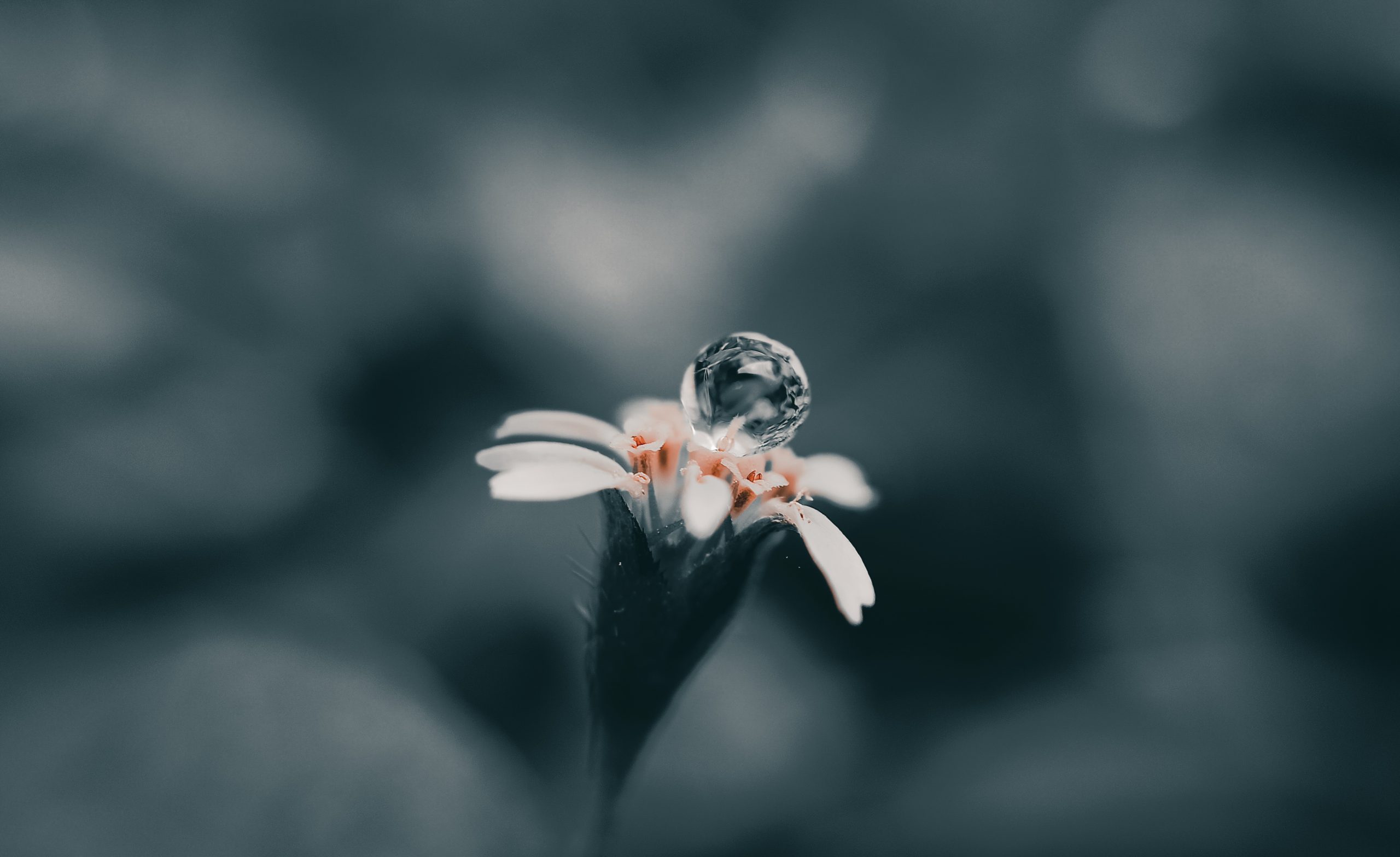 A water droplet on a flower