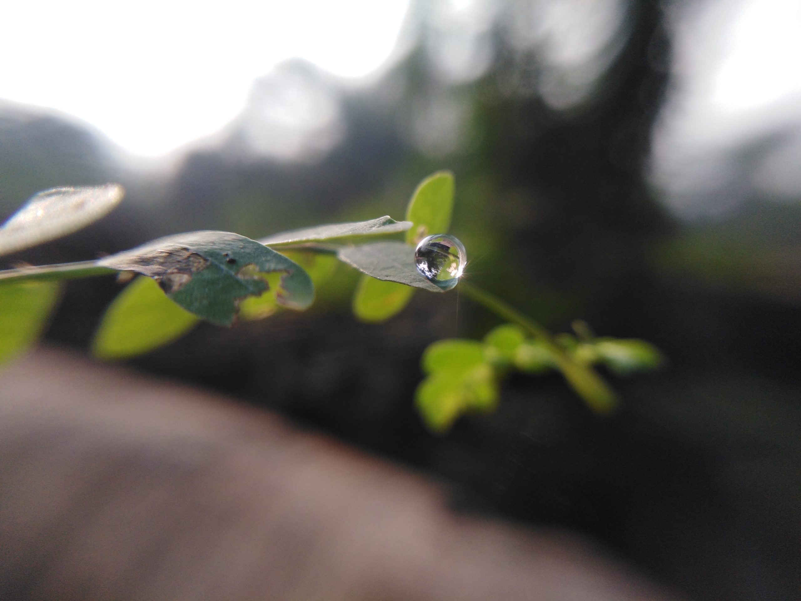 A waterdrop on a leaf