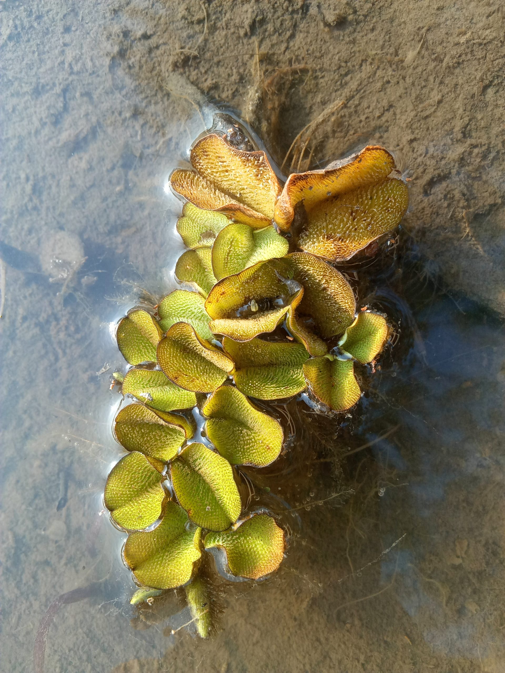 A waterplant