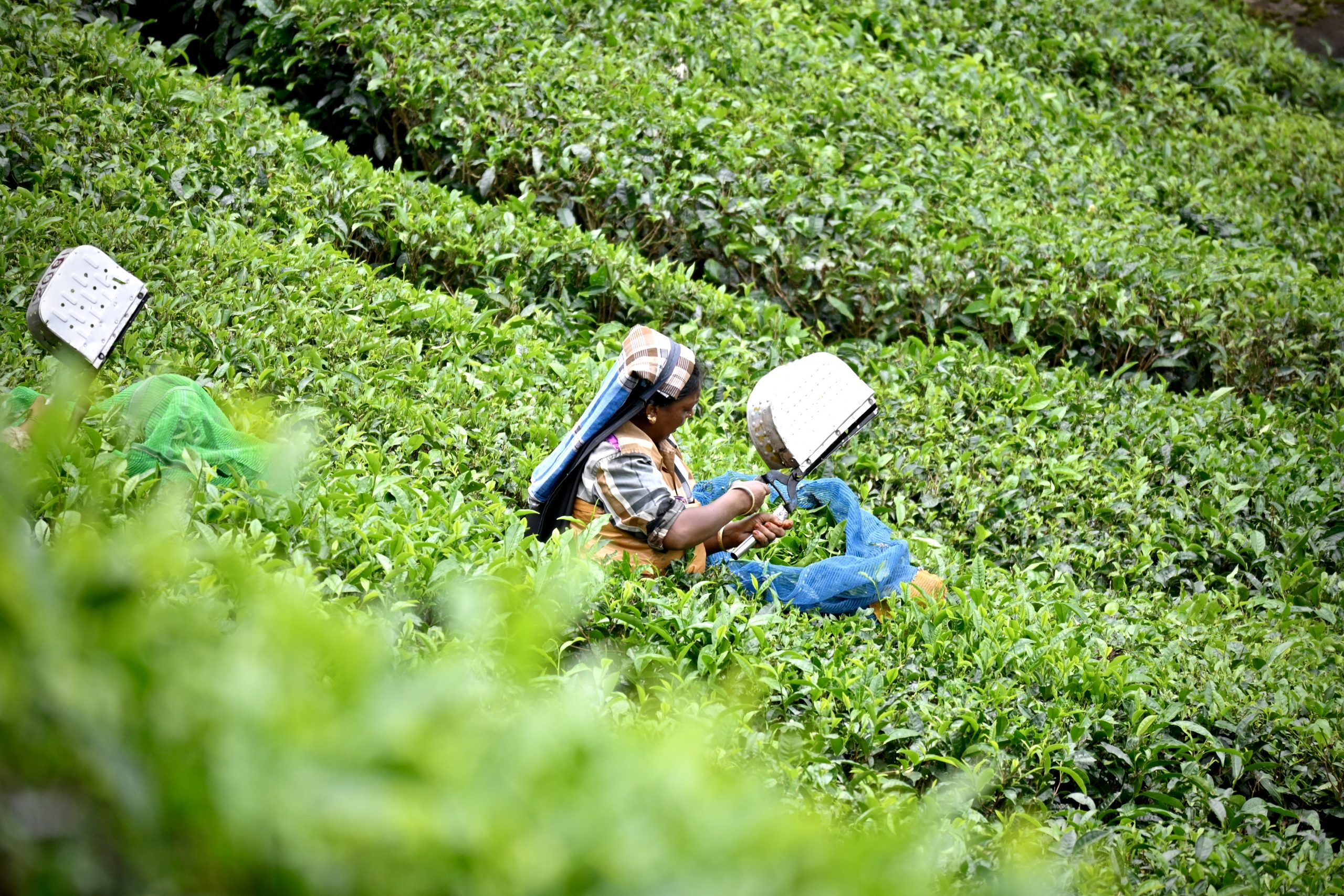 A woman in a tea garden