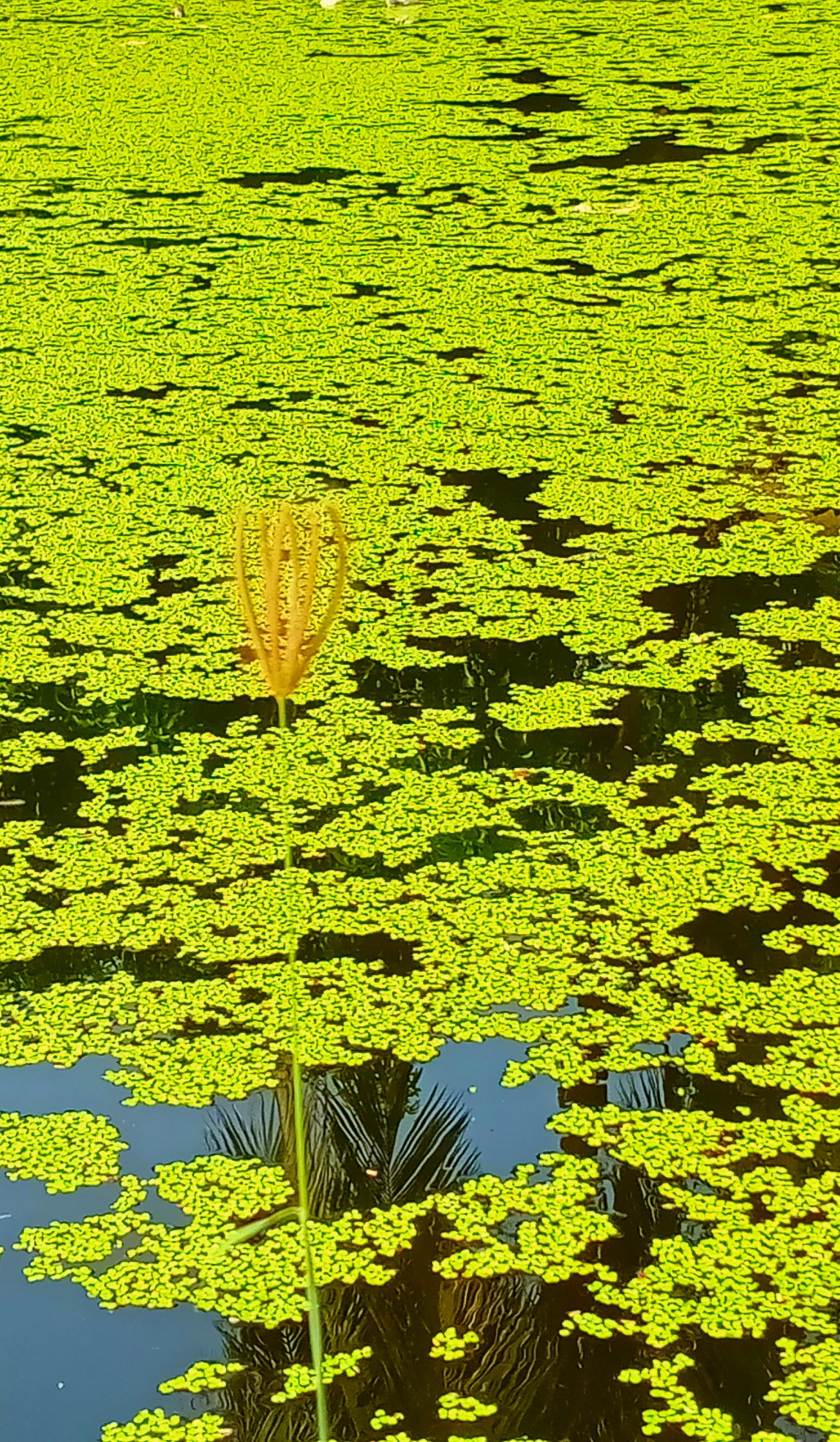 Aquatic plants in a pond