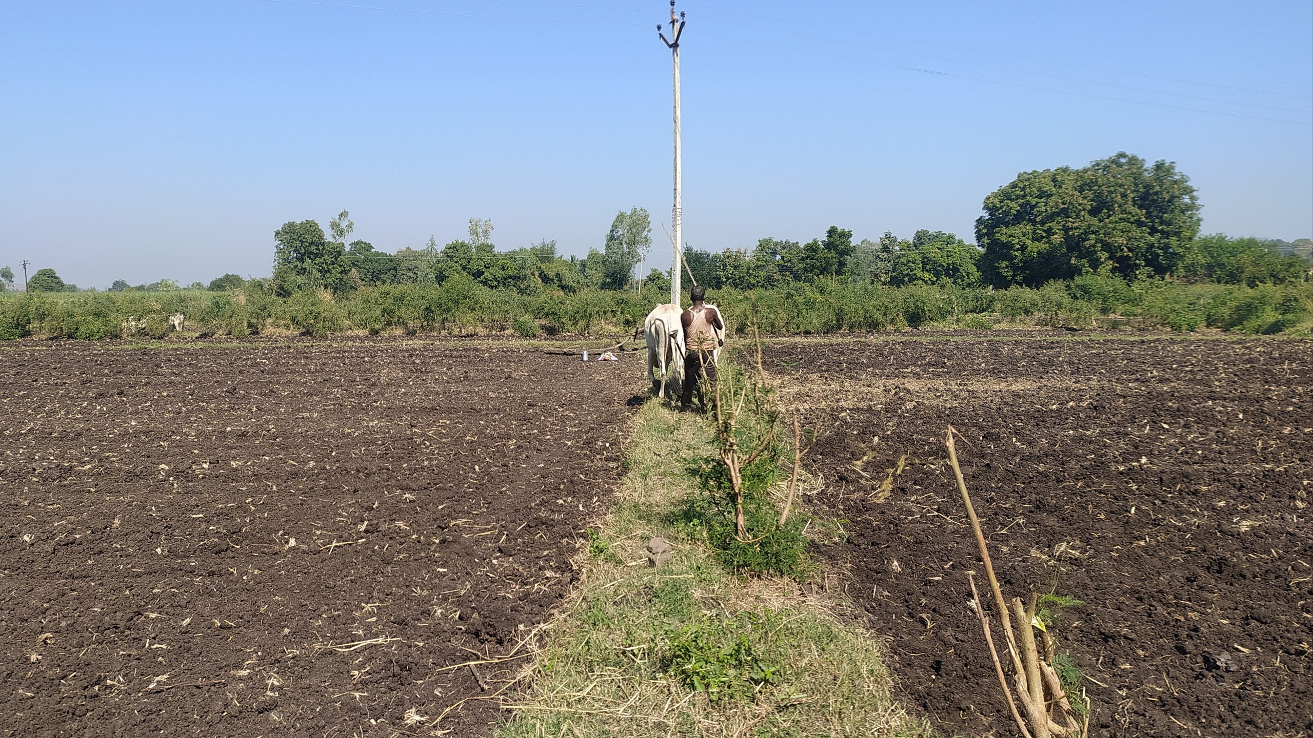 Agriculture field