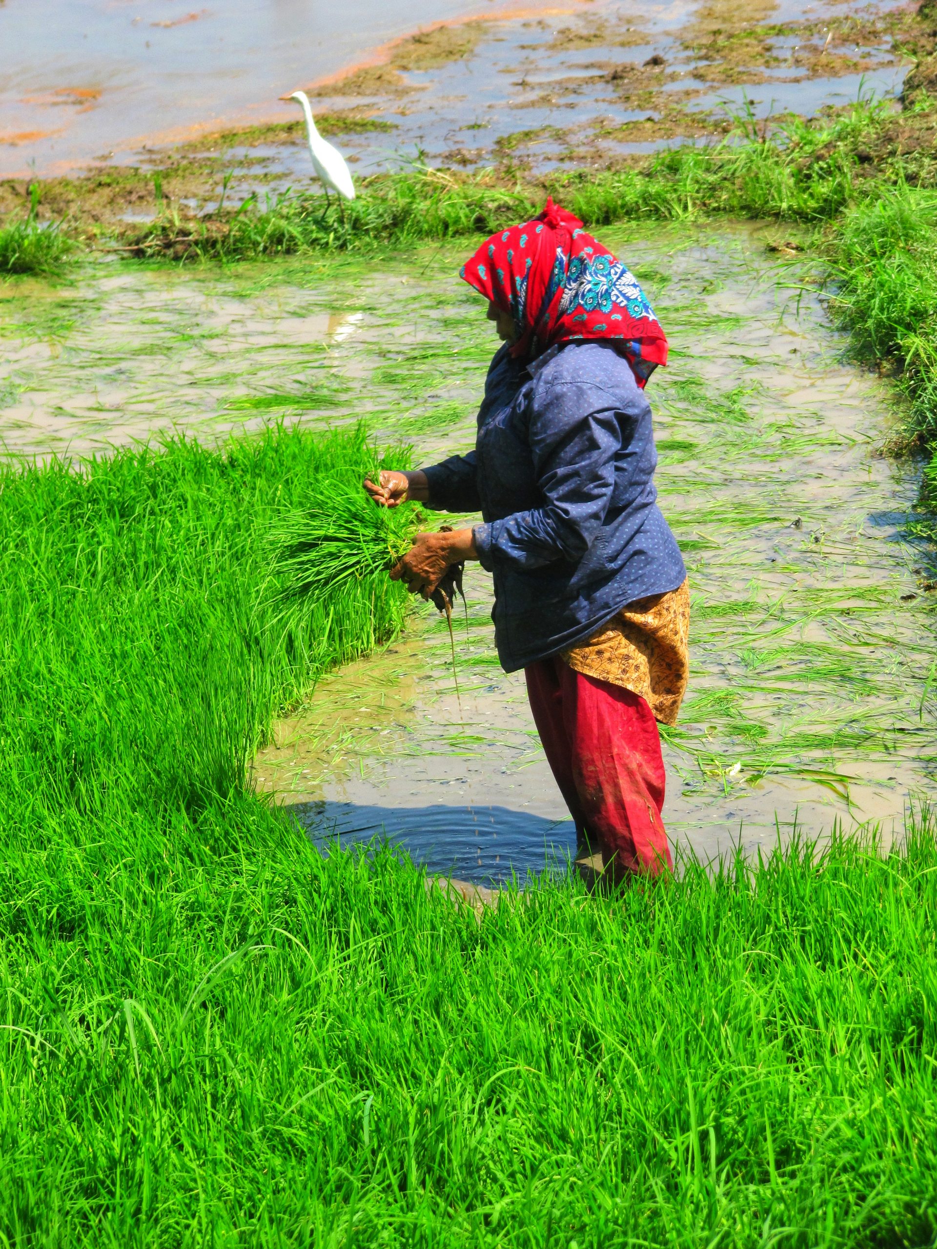 Farmer in the field