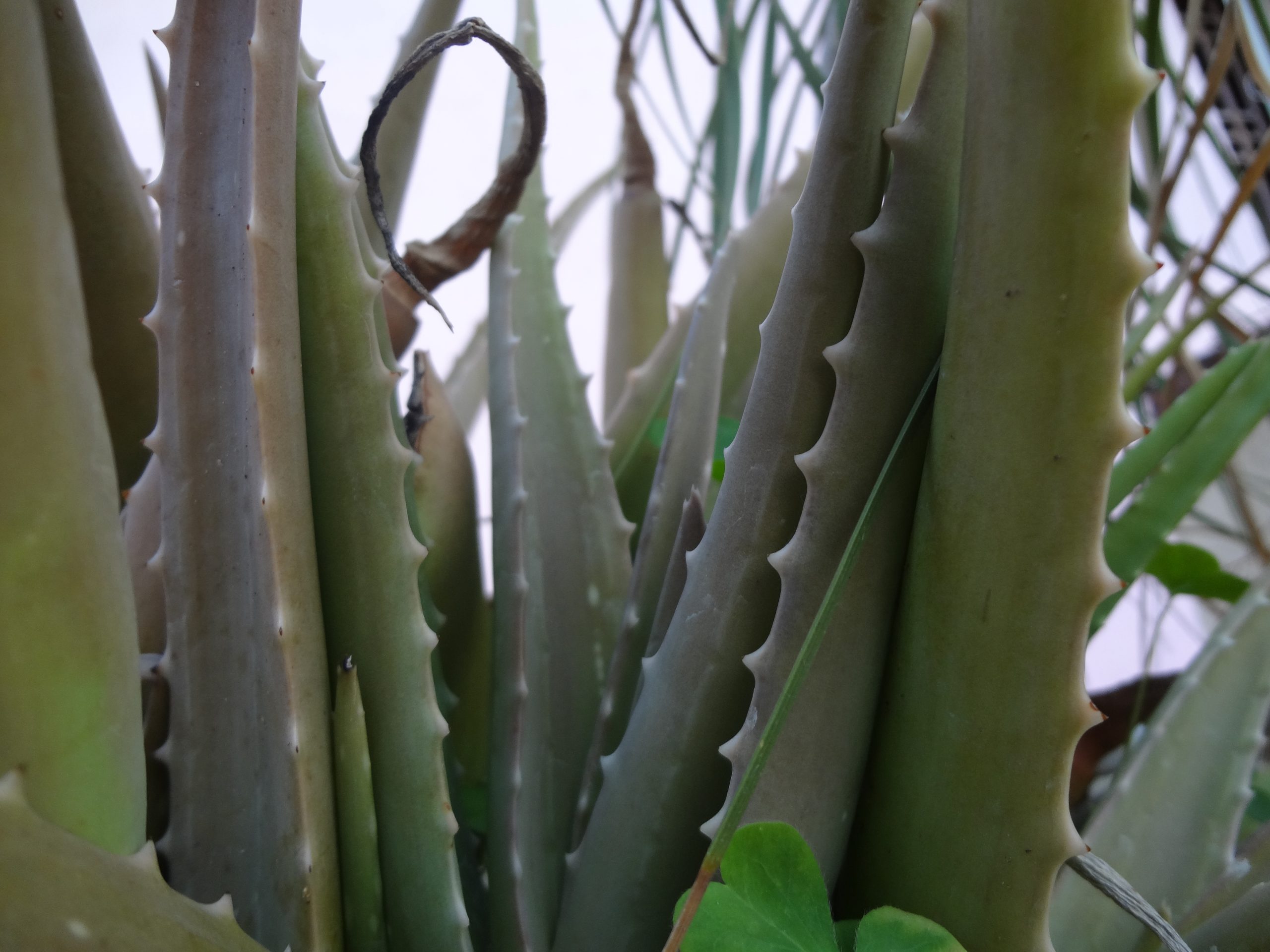 Aloe Vera