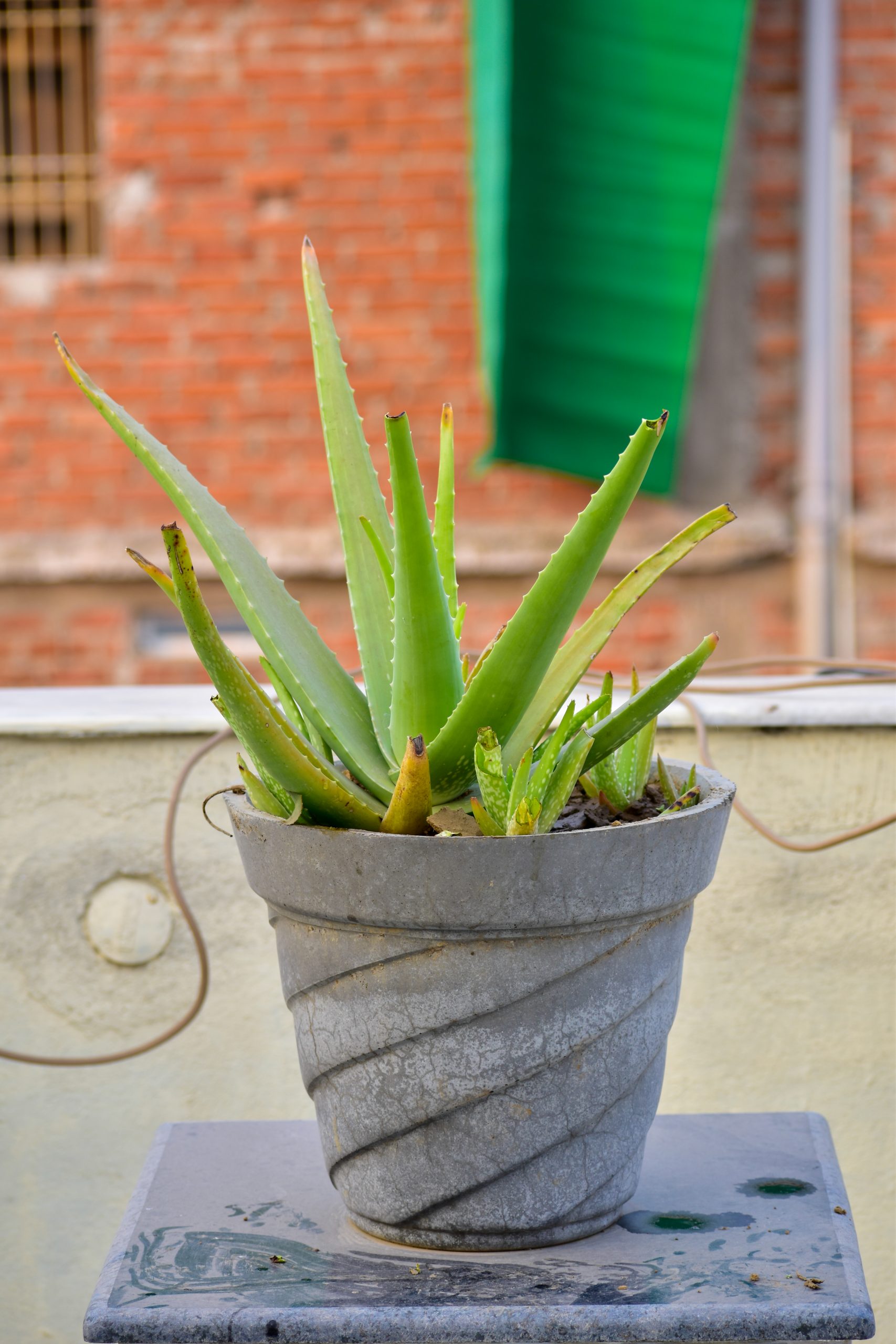 plant in a pot