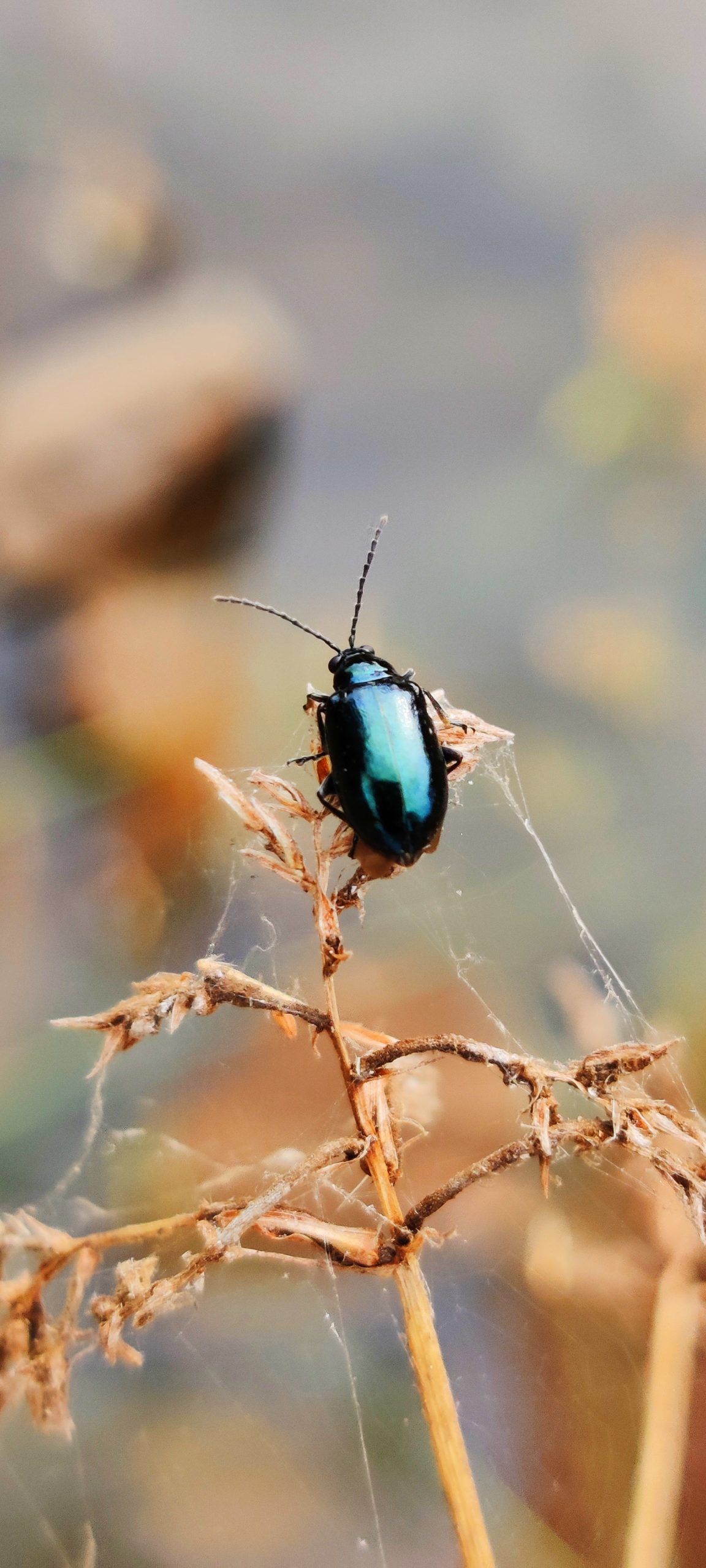 Altica Beetle Close-up