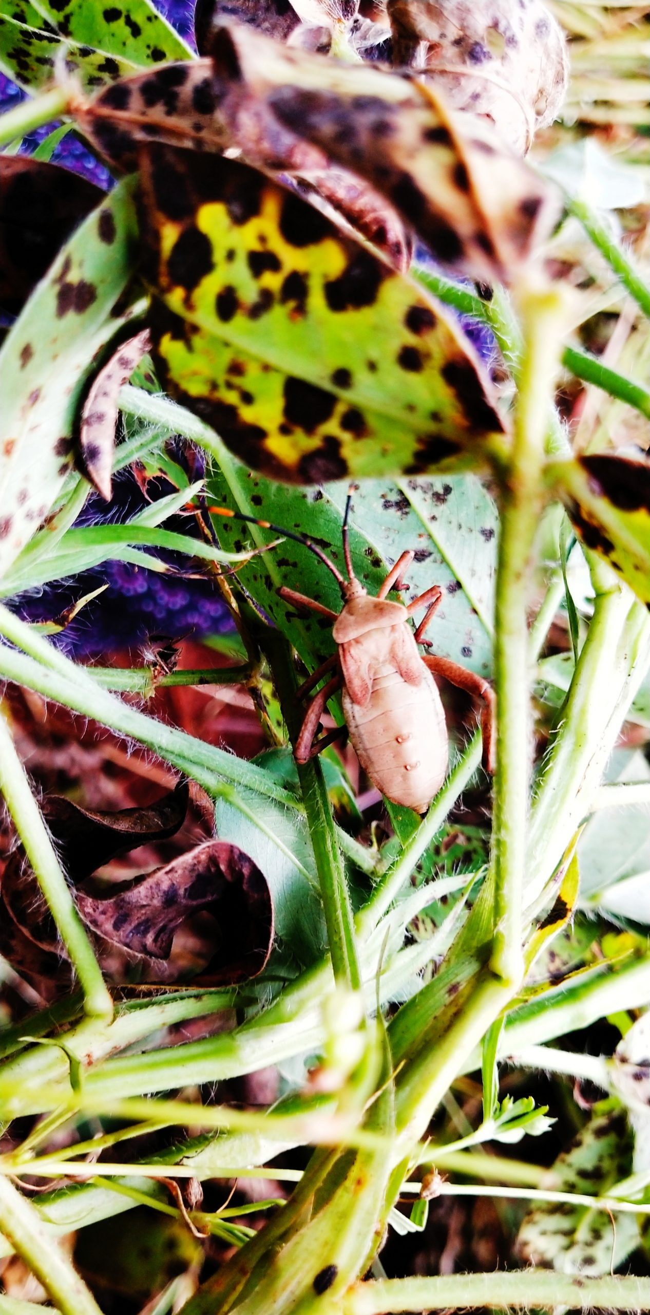 An insect on a leaf