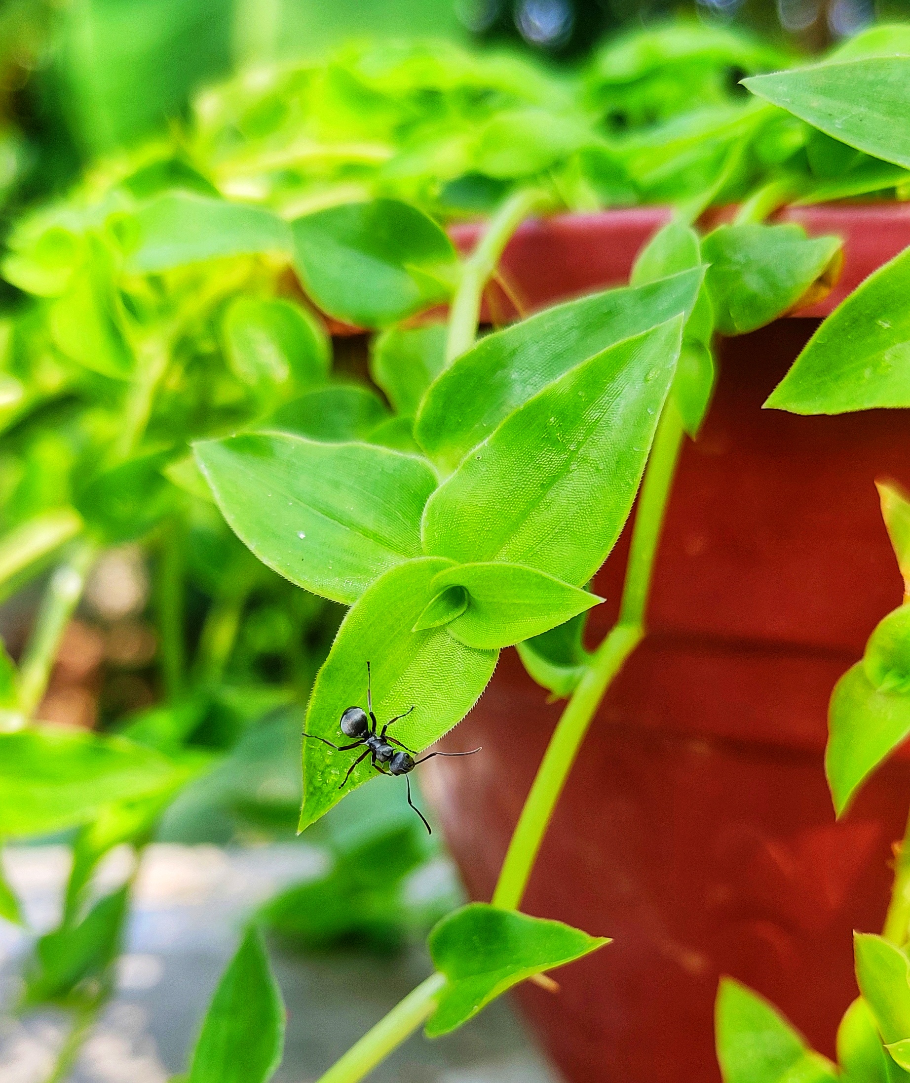 An ant on a leaf