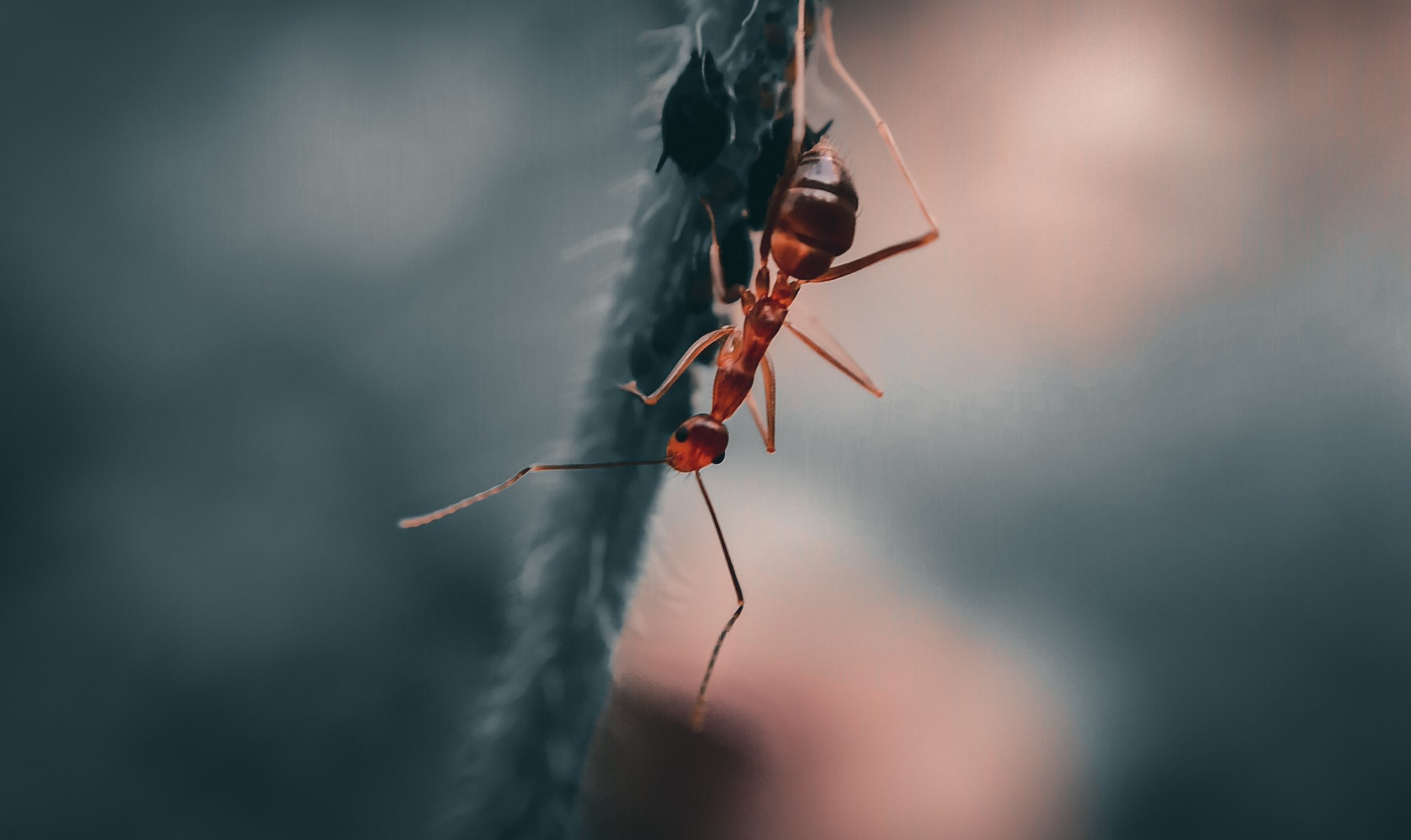 An ant on a plant