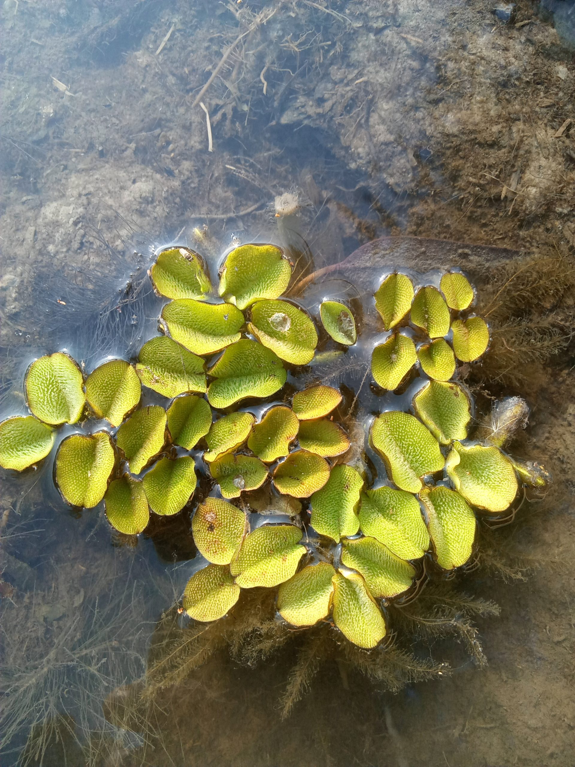 An aquatic plant