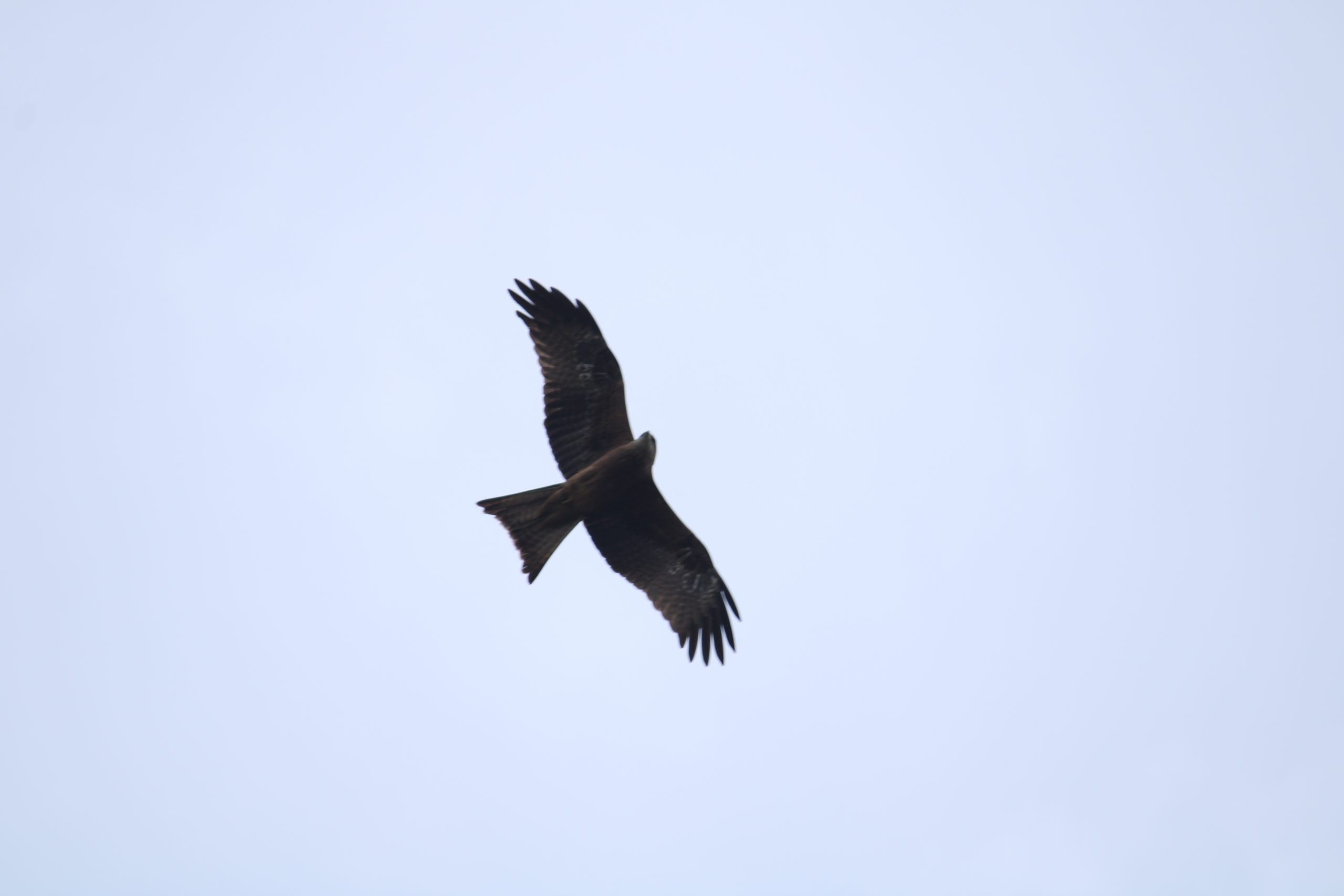Eagle in sky