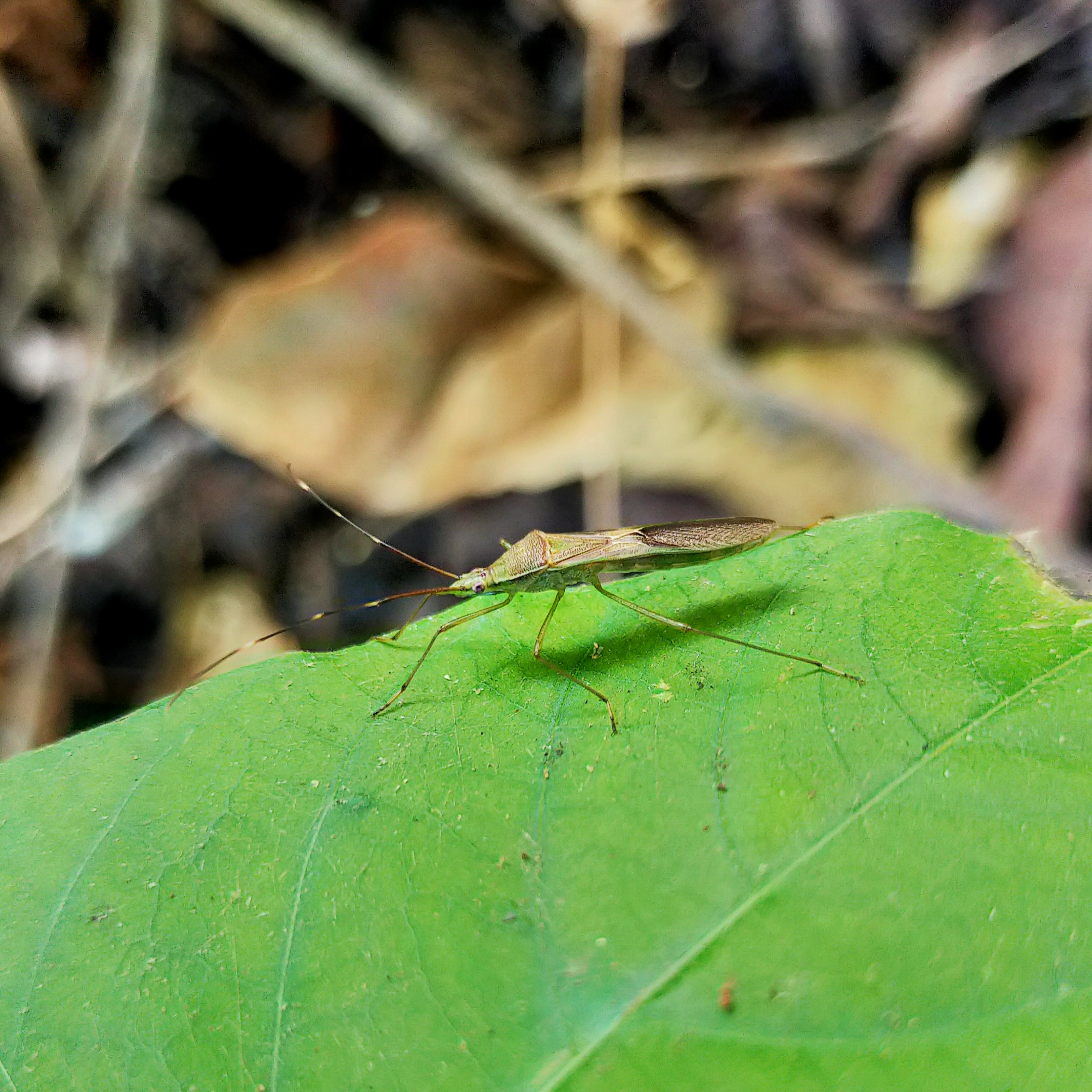 An insect on a leaf