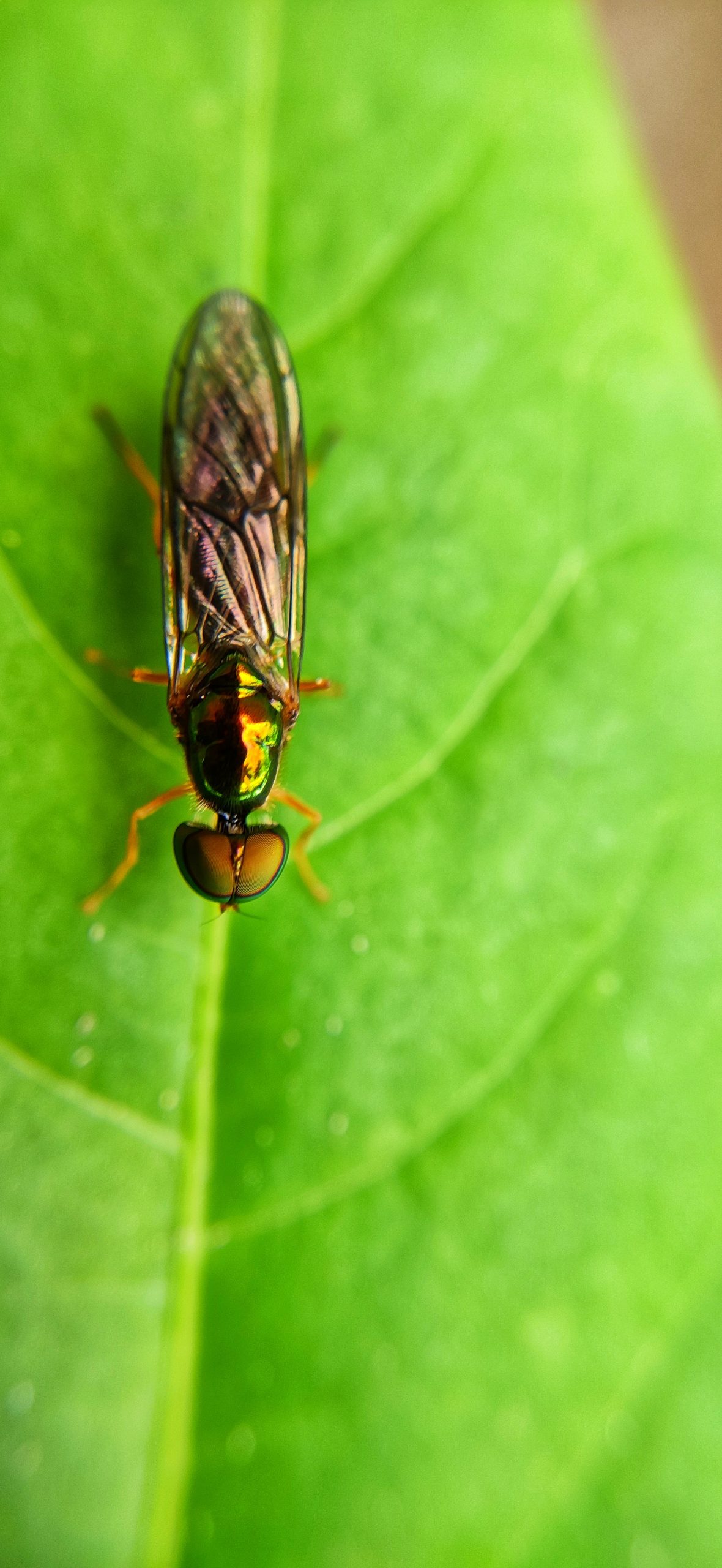 An insect on a leaf