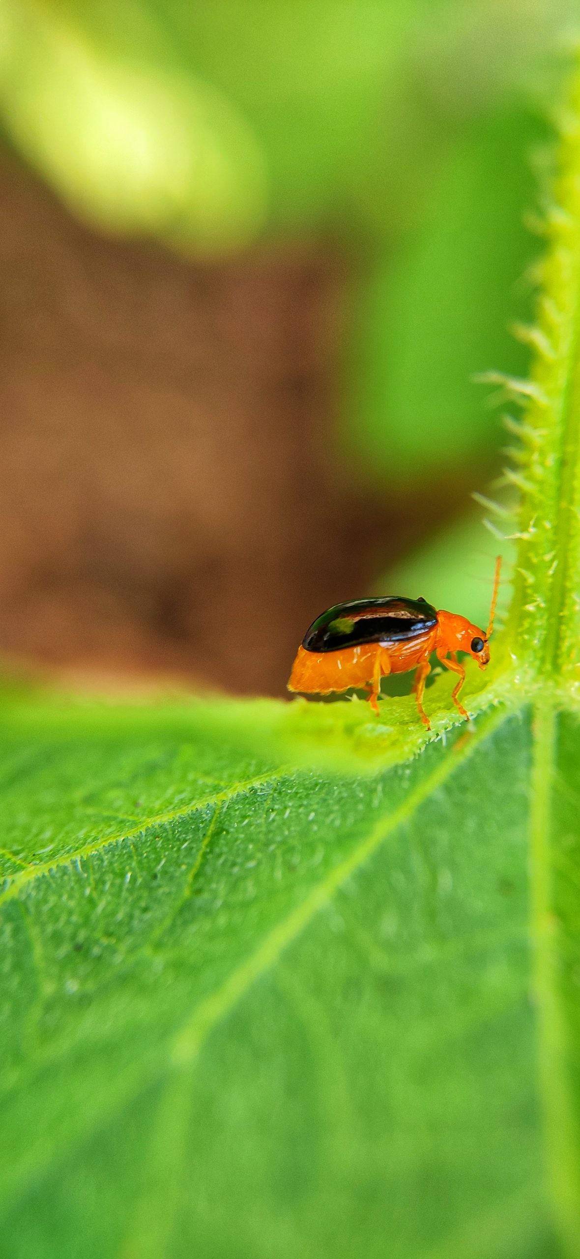 An insect on a leaf