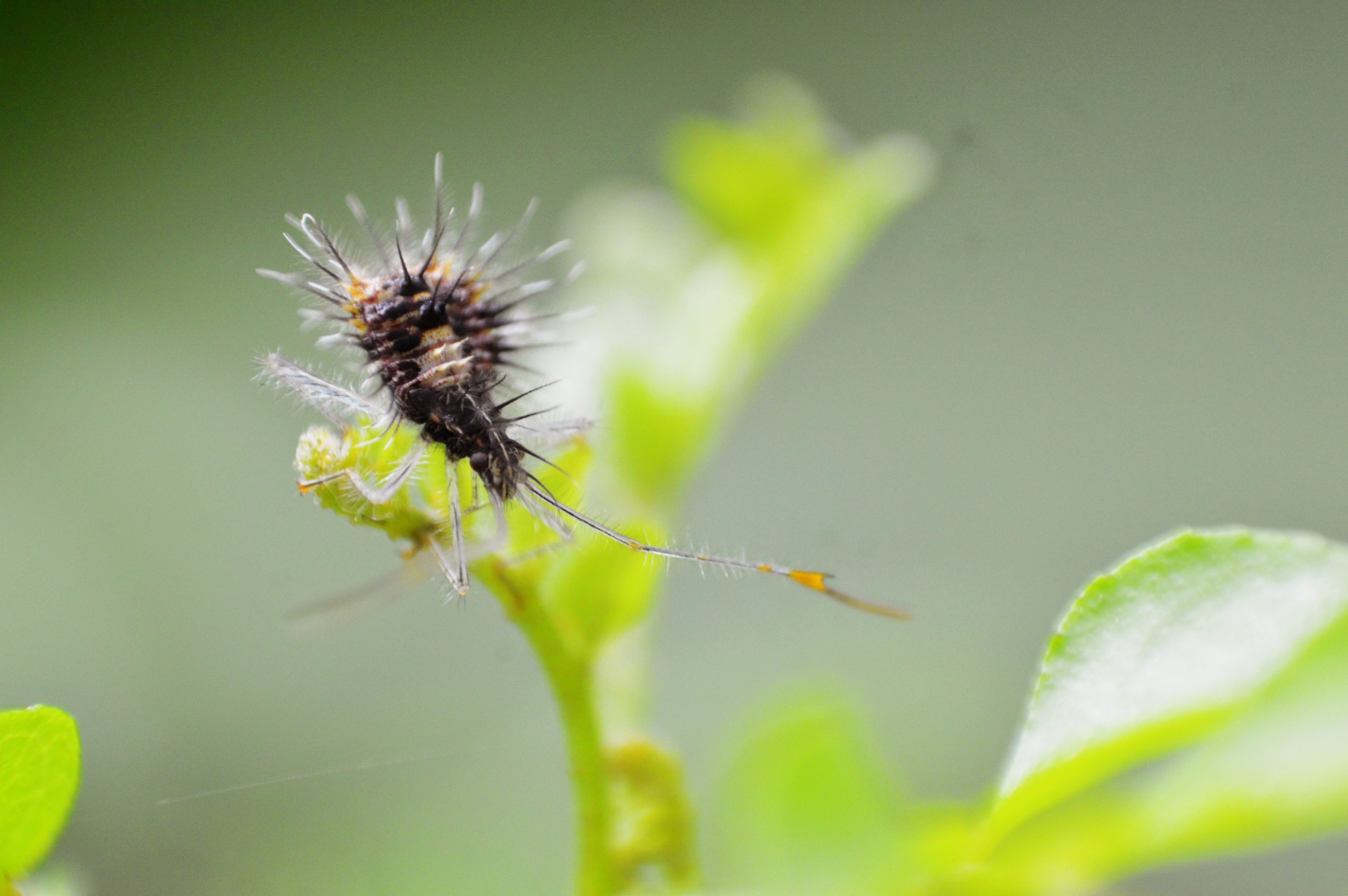 An insect on a plant