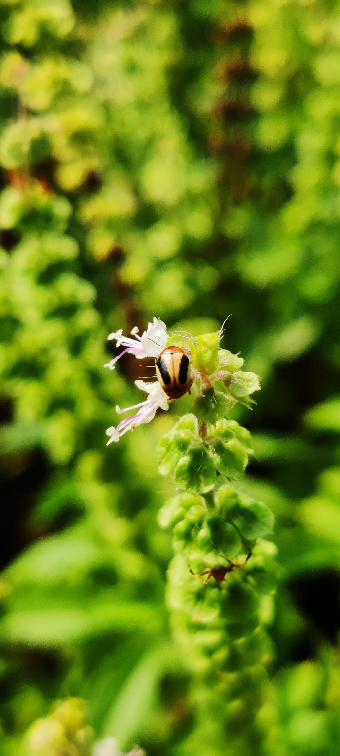 An insect on a plant