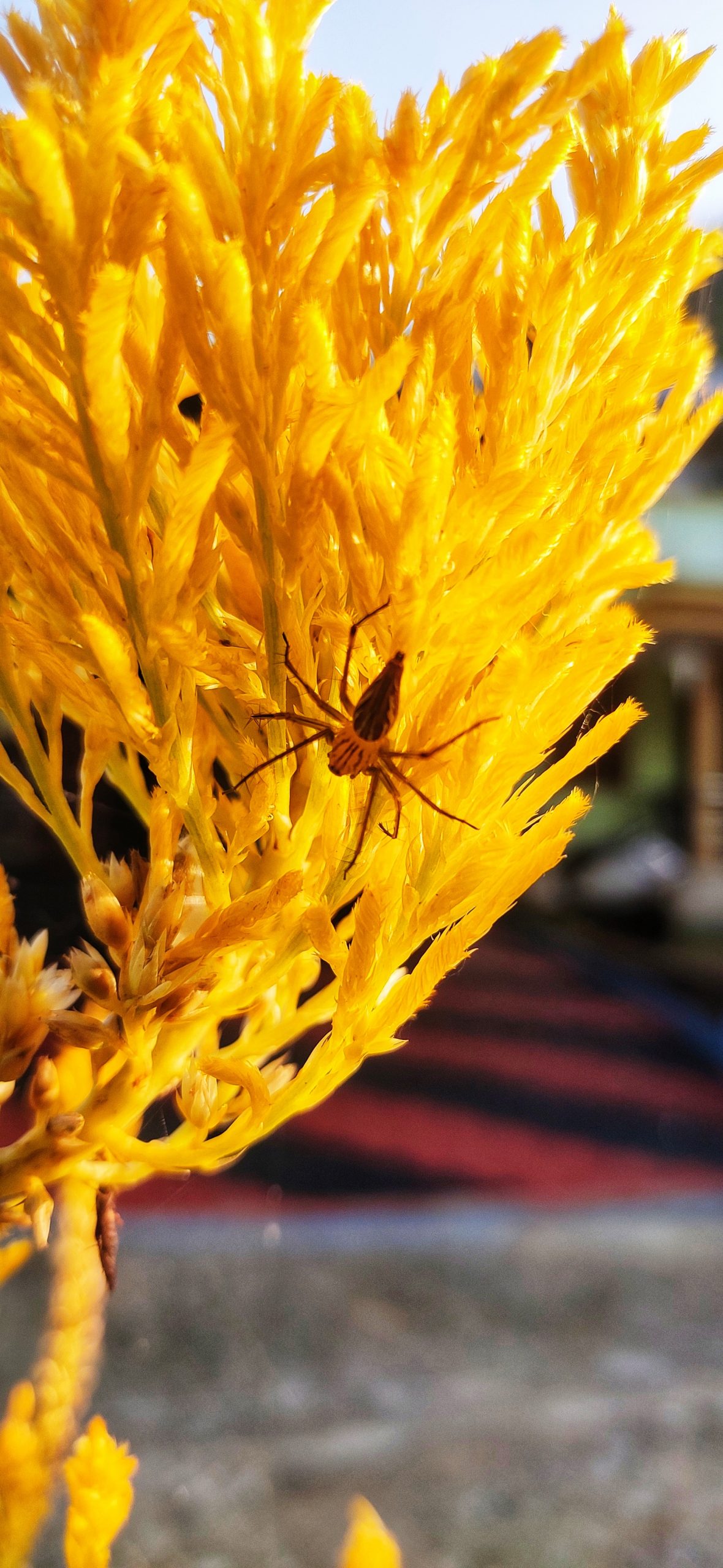 An insect on yellow plant