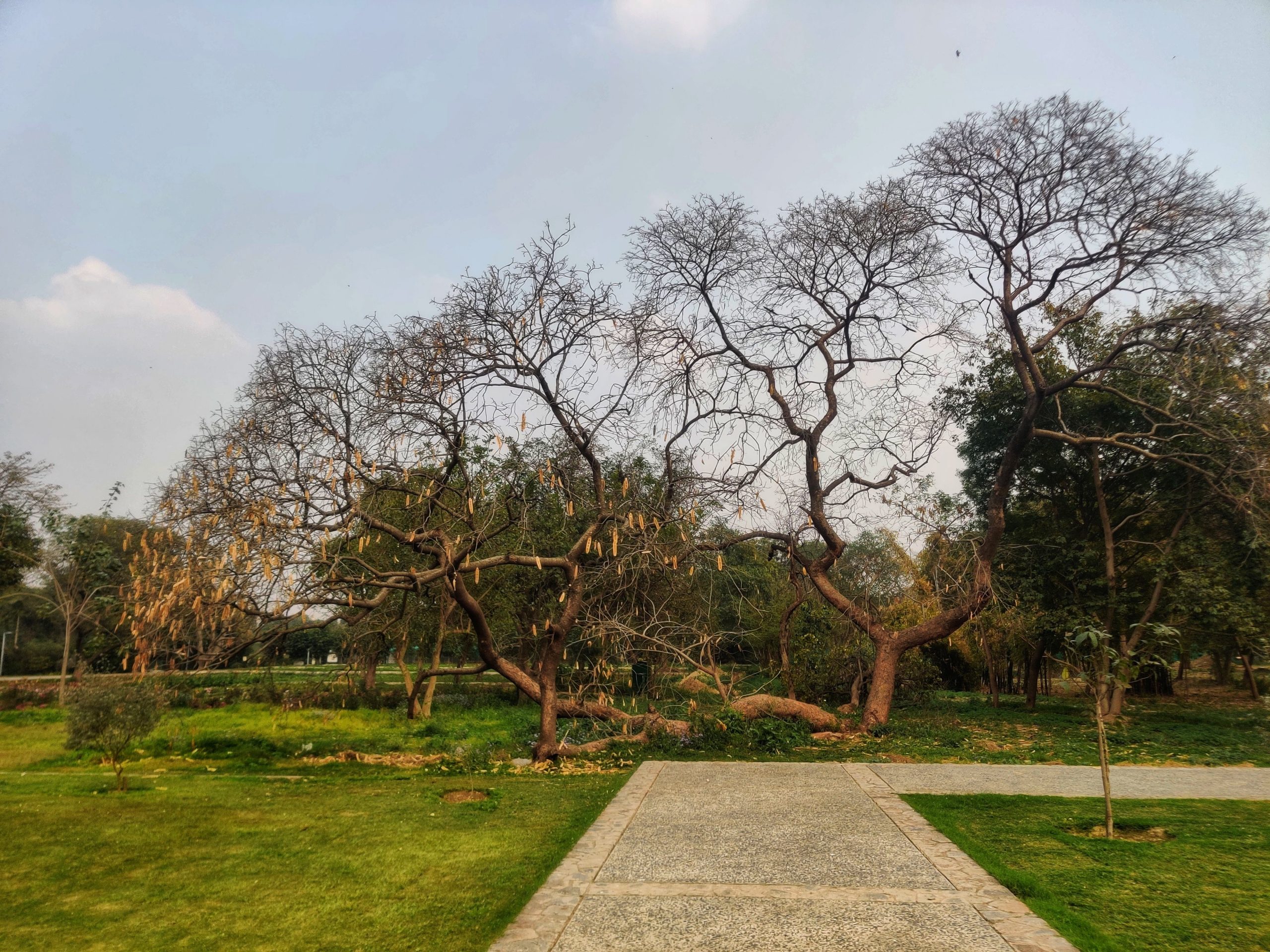 An old tree at Sunder Nursery, Delhi