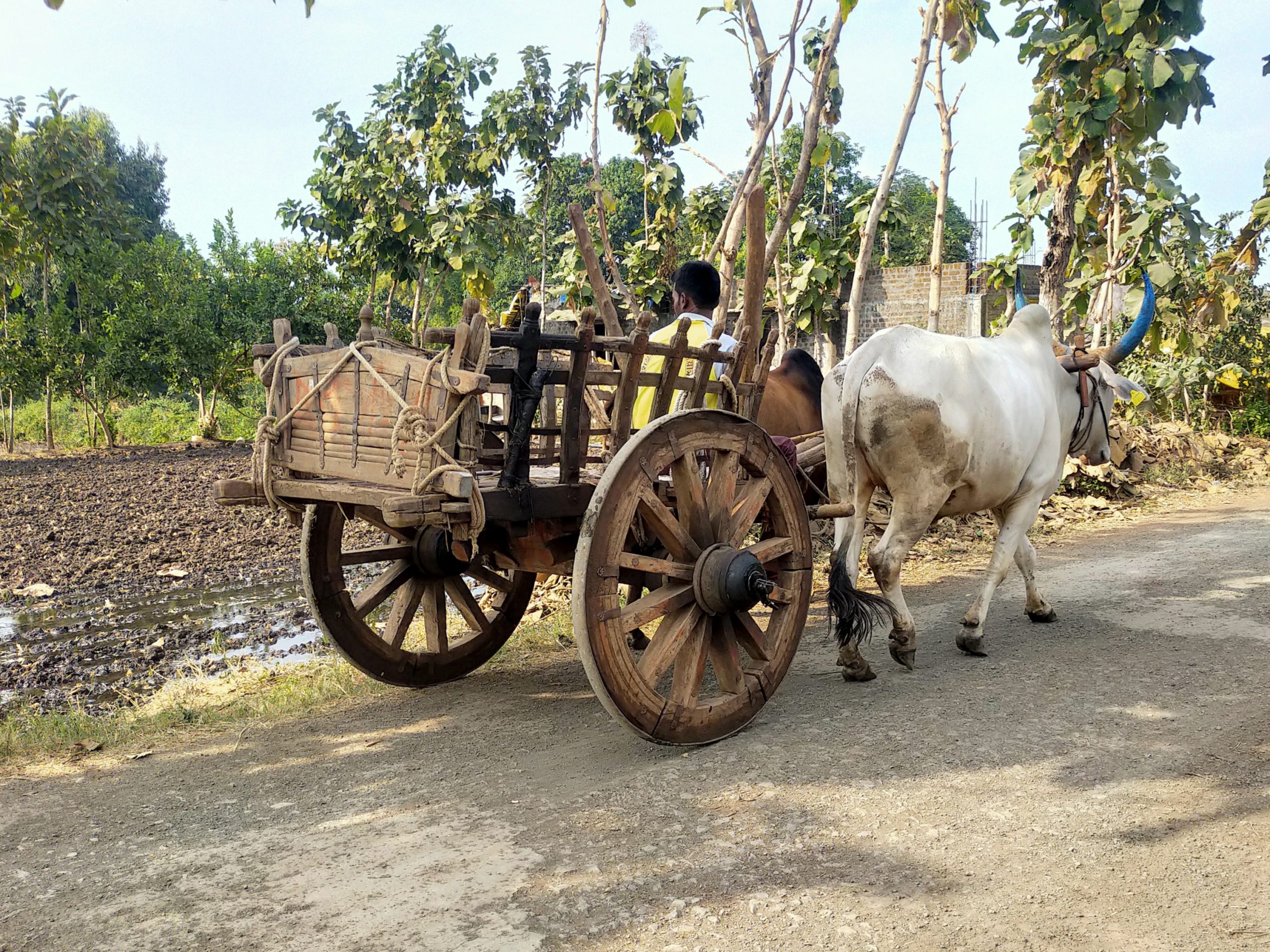 An ox cart PixaHive
