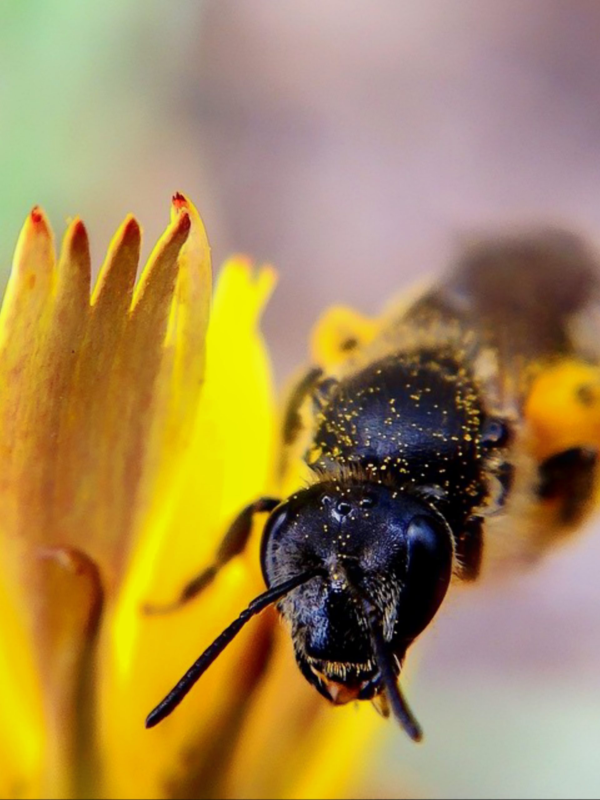 Black Ant Close-up